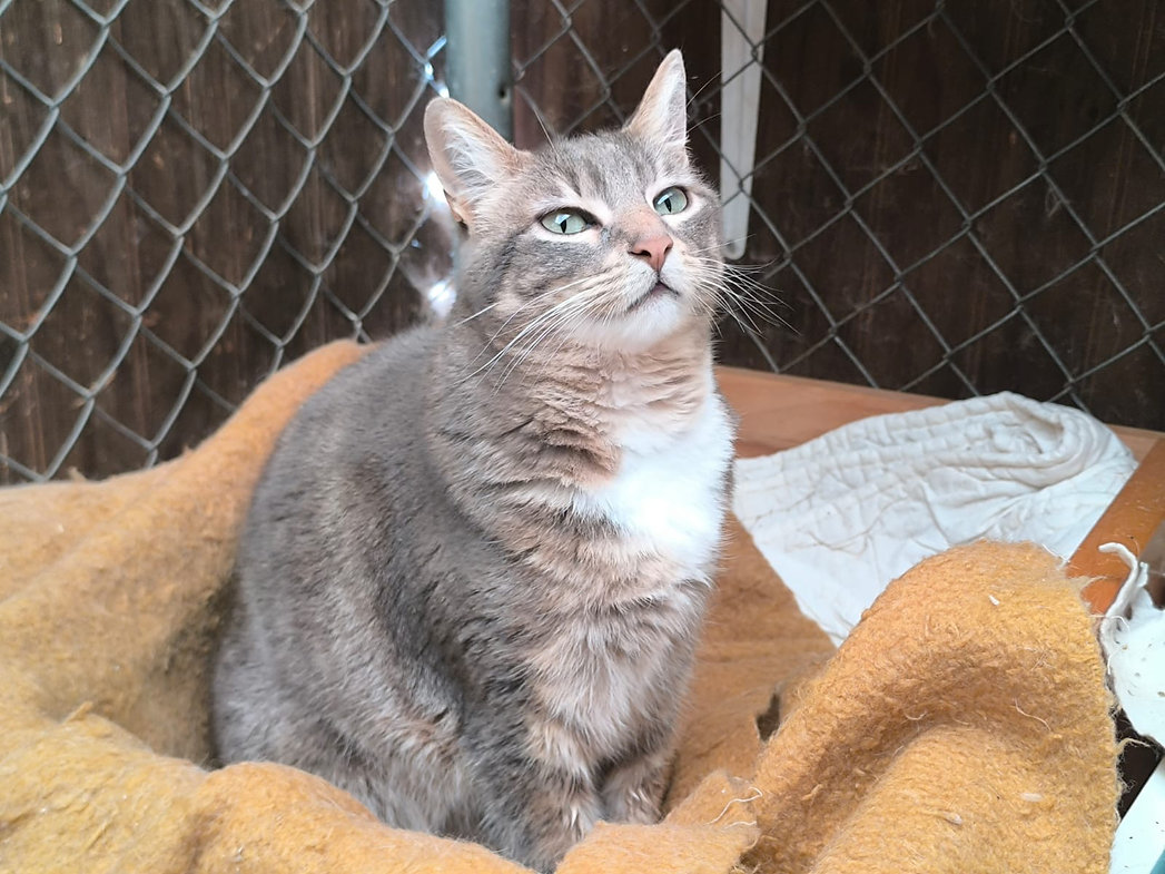 Valeria – Katze Europäisch Kurzhaar sucht ein Zuhause in Spanien