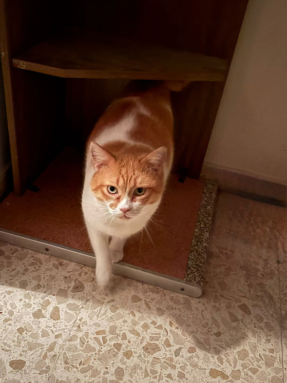 Dorito FIV+ – Katze Hauskatze (Mischling) sucht ein Zuhause in Spanien