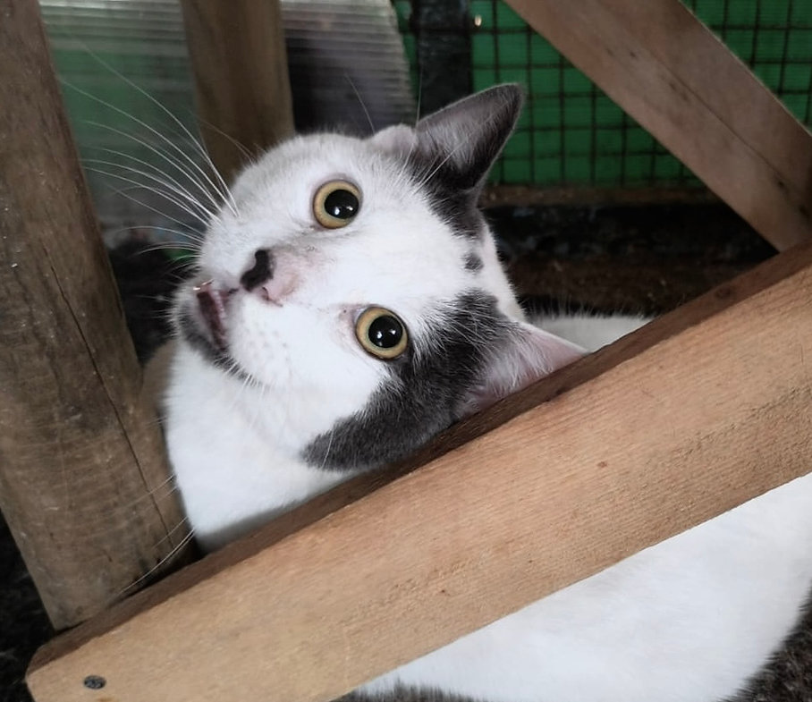 Goya aus Spanien – Katze Europäisch Kurzhaar sucht ein Zuhause in Spanien