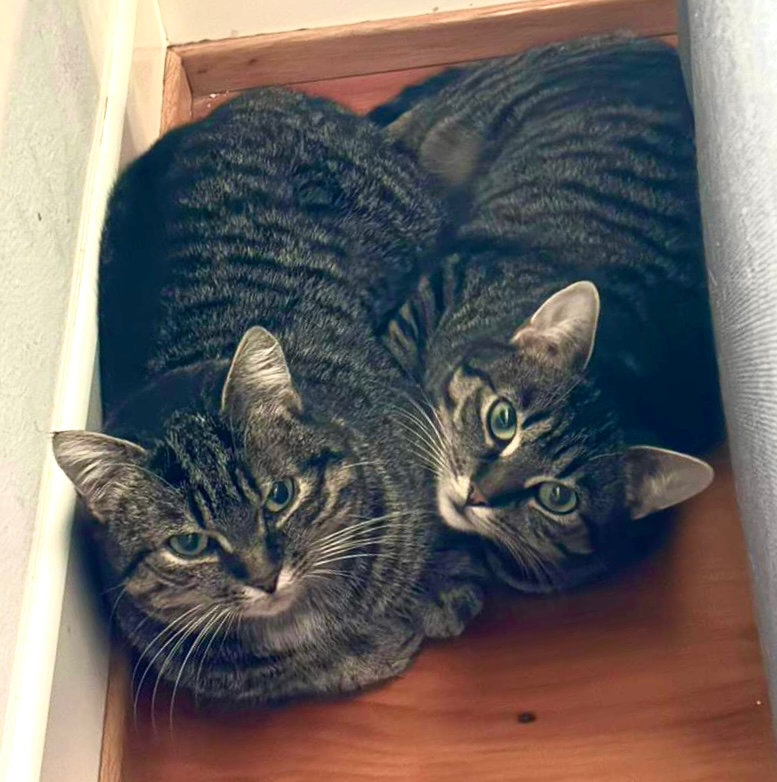 Glöckchen + Lebkuchen – Katze Europäisch Kurzhaar sucht ein Zuhause in Frankfurt