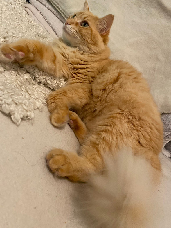 Bonita – Katze Hauskatze (Mischling) sucht ein Zuhause in Frankfurt