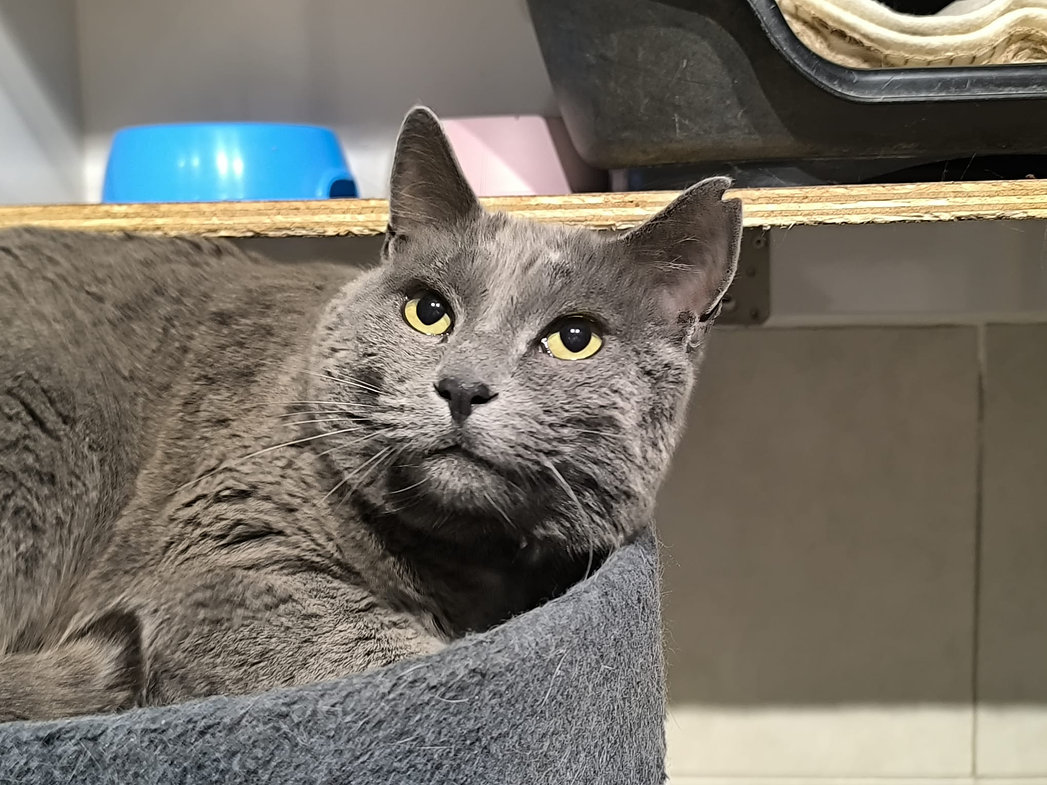 Bluy aus Spanien FELV Positiv – Katze Hauskatze (Mischling) sucht ein Zuhause in Spanien