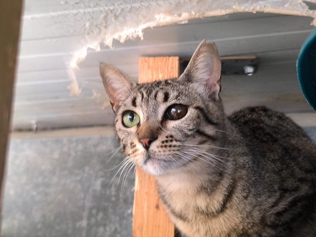 Bonnie  – Katze Europäisch Kurzhaar sucht ein Zuhause in Spanien