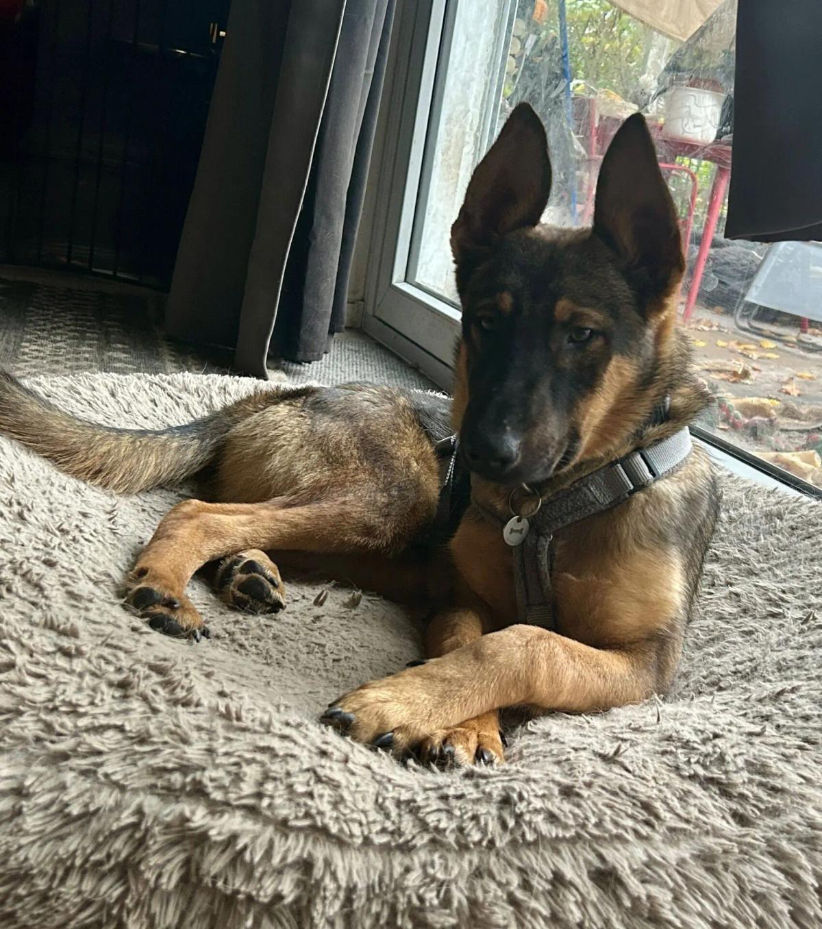 Kleiner Malimix sucht sein Zuhause (Handicaphund) – Hund Mischling sucht ein Zuhause in Neu-Isenburg