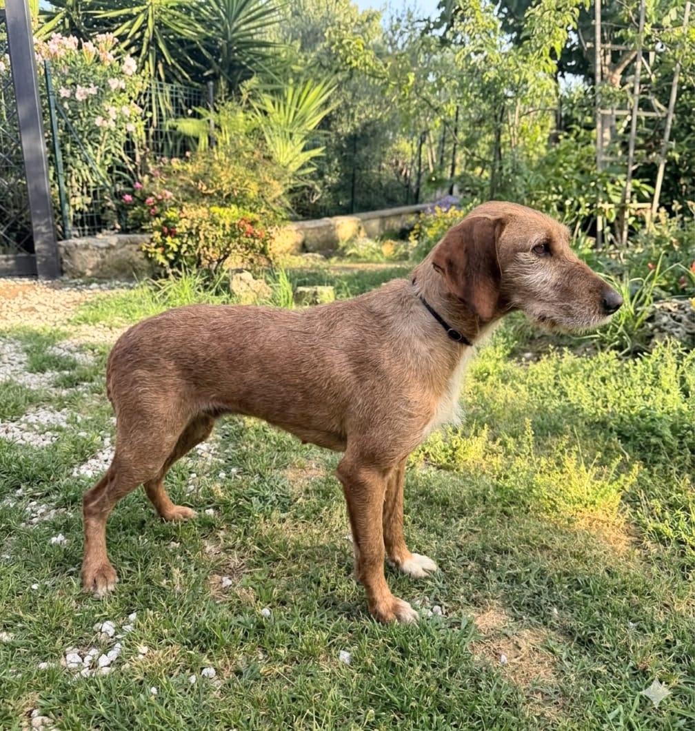 Wenn ein Hund einfach zurückbleibt… Orlanda sucht ihr Glück – Hund Segugio Italiano Kurzhaar sucht ein Zuhause in Italien