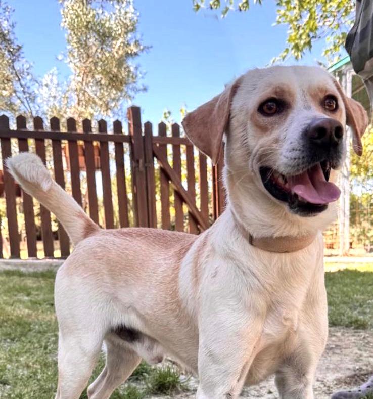 Argo – wenn das Zuhause plötzlich verschwindet – Hund Mischling sucht ein Zuhause in Italien