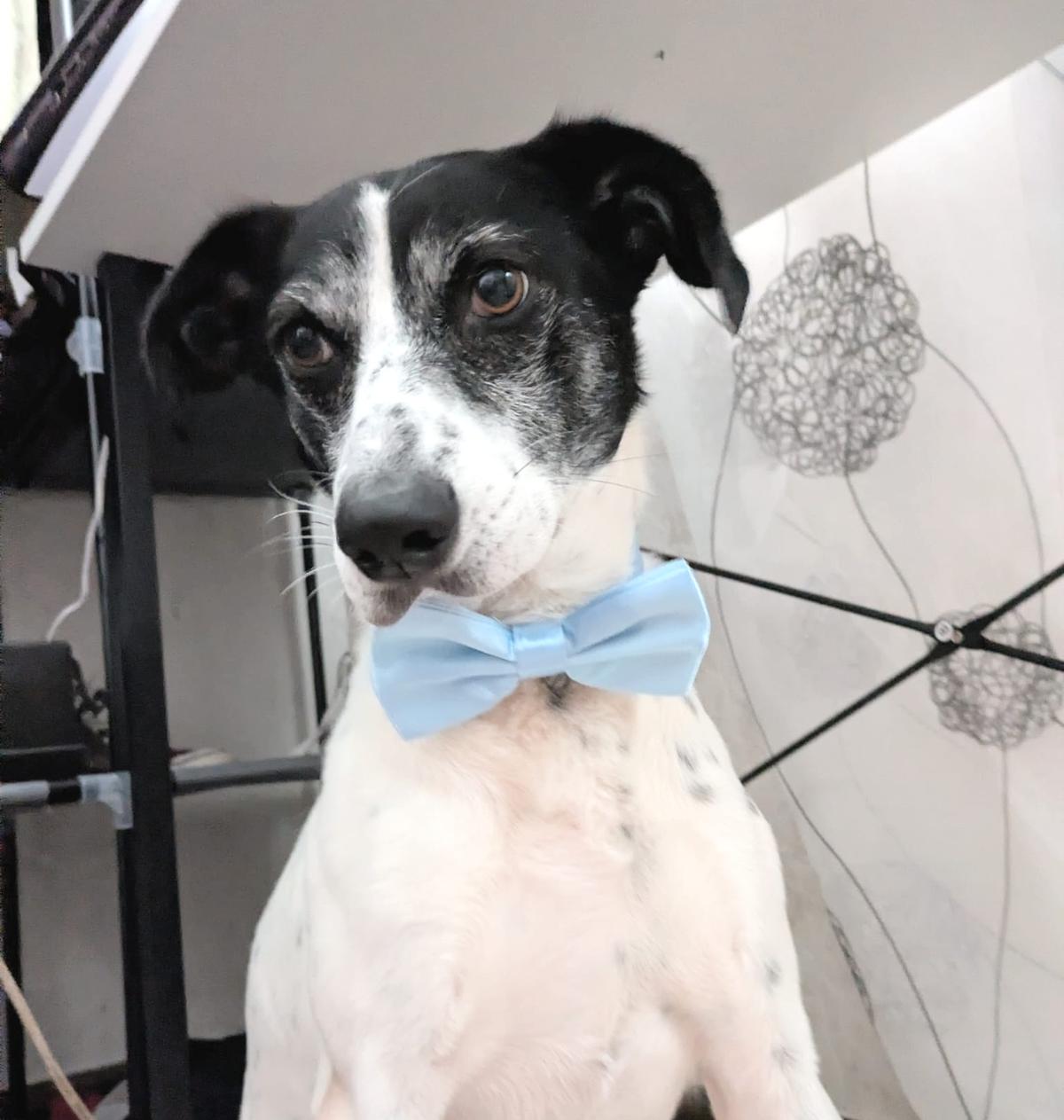 Paddock hat es endlich auf eine Pflegestelle geschafft – Hund Mischling sucht ein Zuhause in Landstuhl
