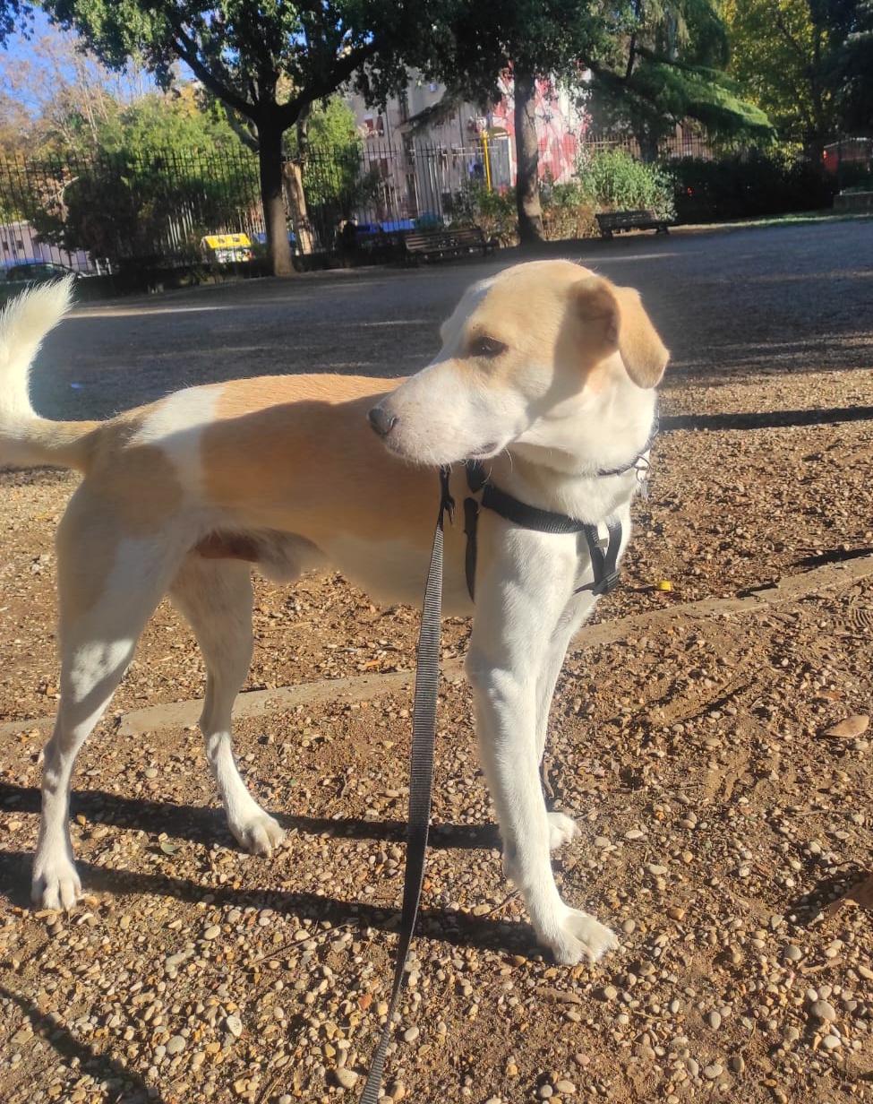 Tyron verliert sein Zuhause – Hund Mischling sucht ein Zuhause in Italien