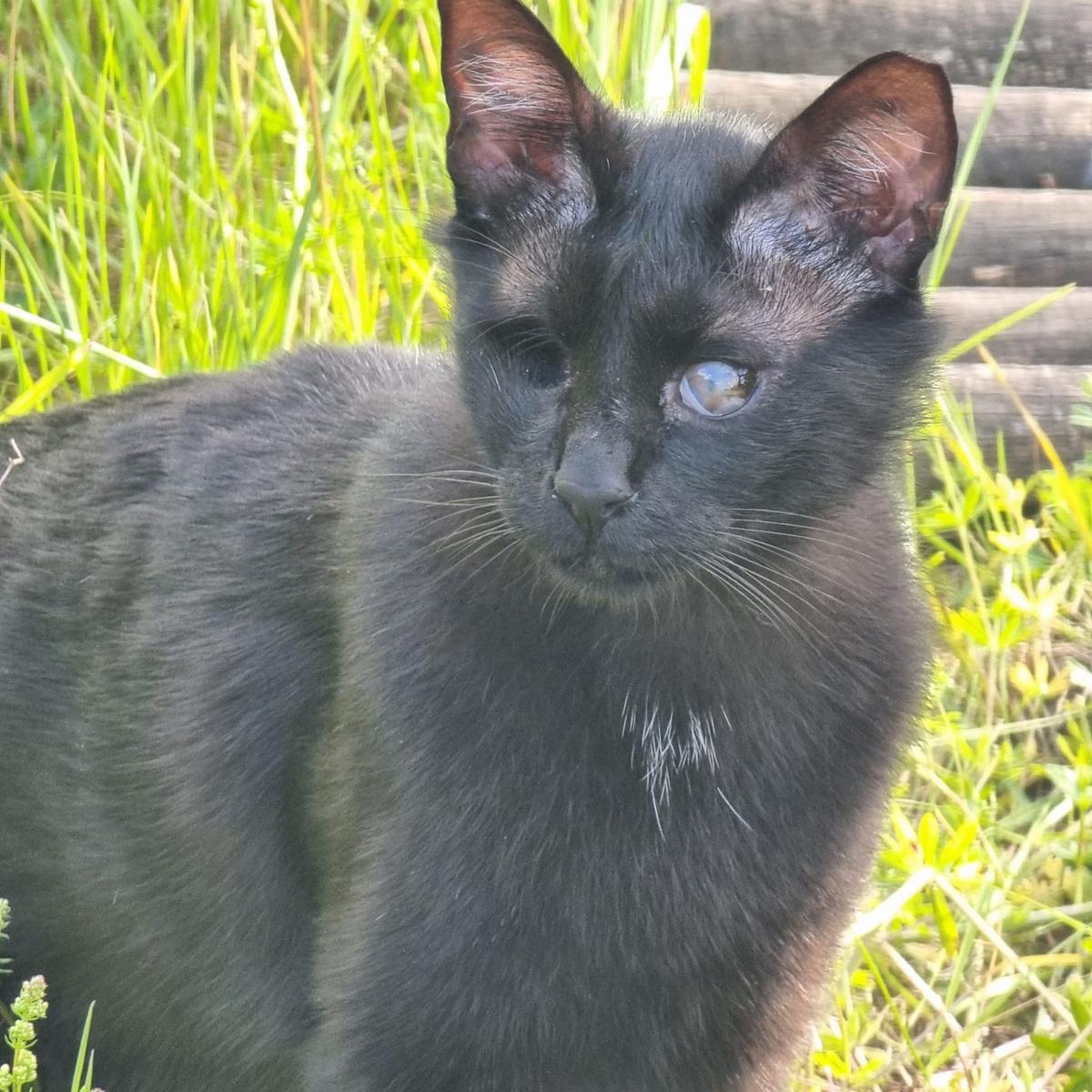 Marcia konnte dem Canile entkommen – Katze Europäisch Kurzhaar sucht ein Zuhause in Oberhausen