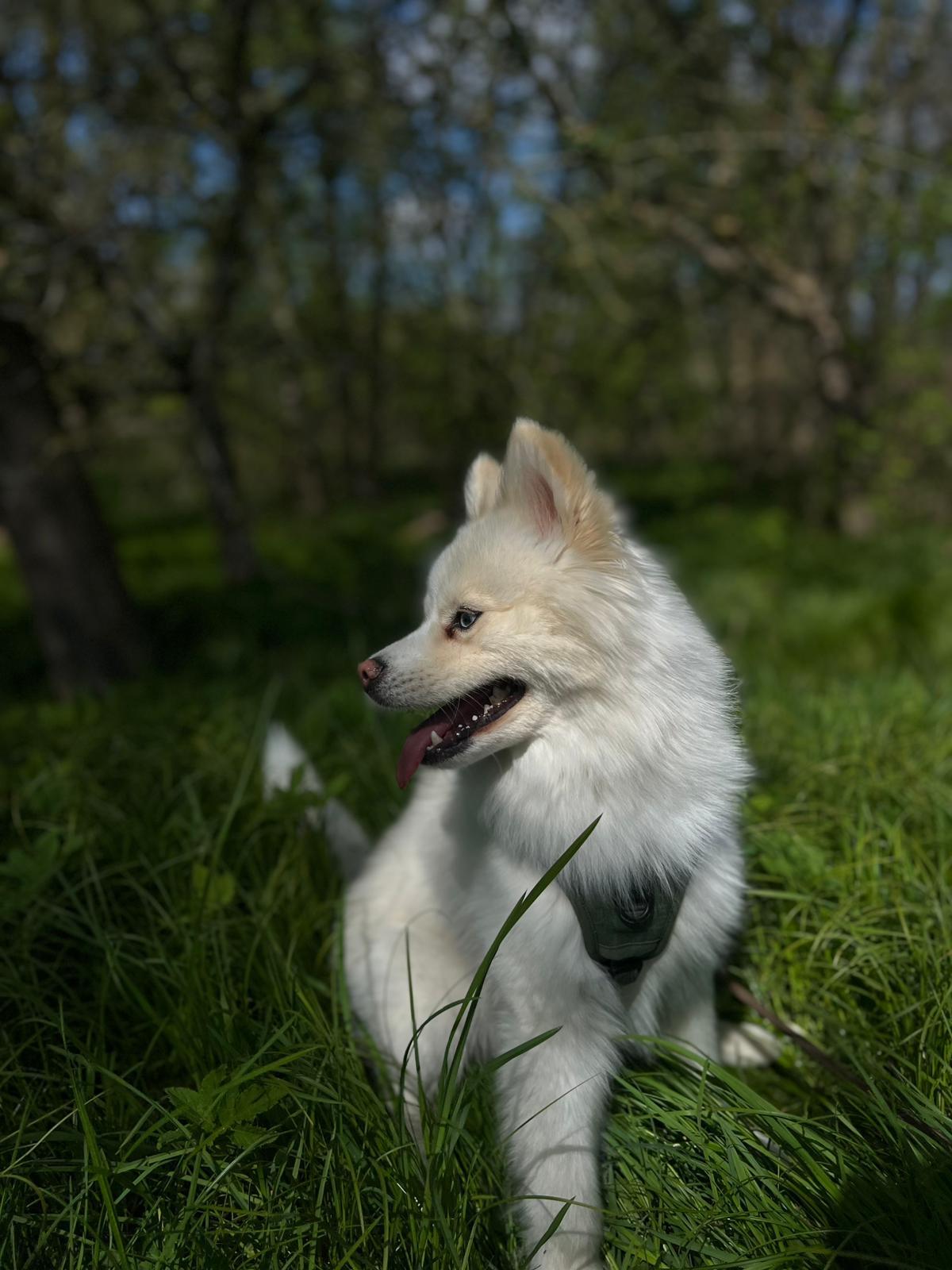 Koda sucht sein Für-immer-Zuhause  – Hund Pomsky sucht ein Zuhause in Essen
