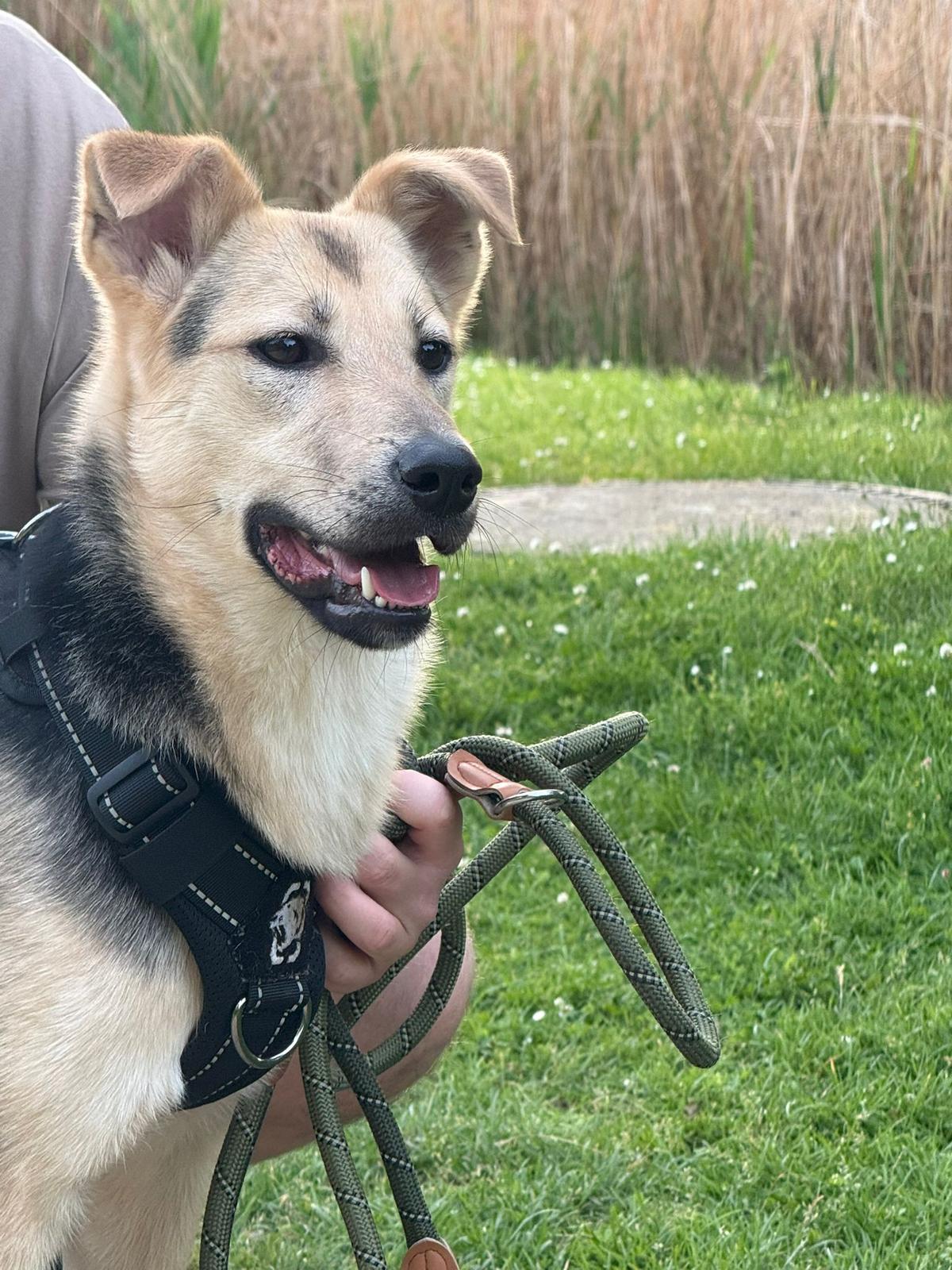🐾 Chernysh sucht sein Für-immer-Zuhause 🐾 – Hund Mischling sucht ein Zuhause in Sarstedt 