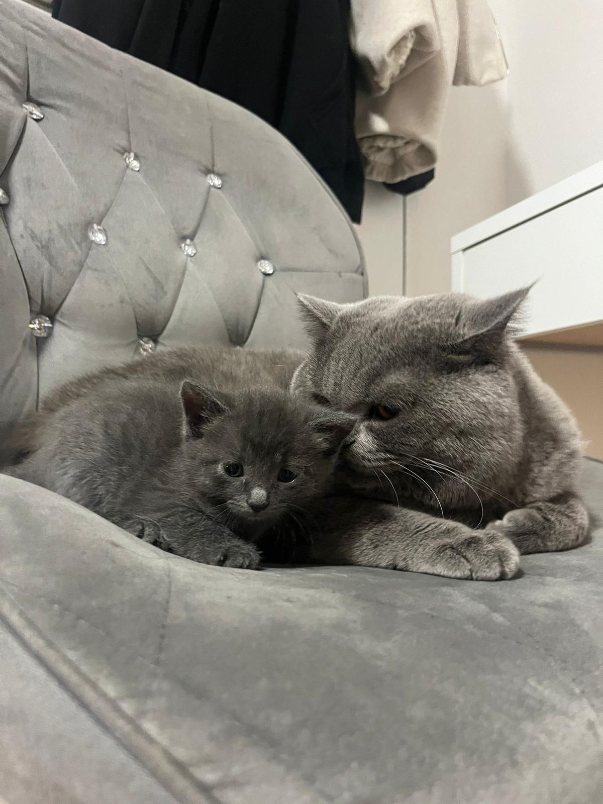 3 liebevolle Britisch Kurzhaar Mix Kitten suchen ein neues Zuhause – Katze Britisch Kurzhaar sucht ein Zuhause in Volkertshausen 