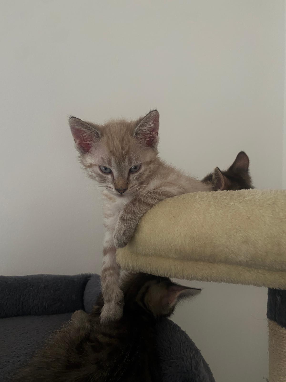 Liebevolle Kitten – Katze sucht ein Zuhause in Duisburg