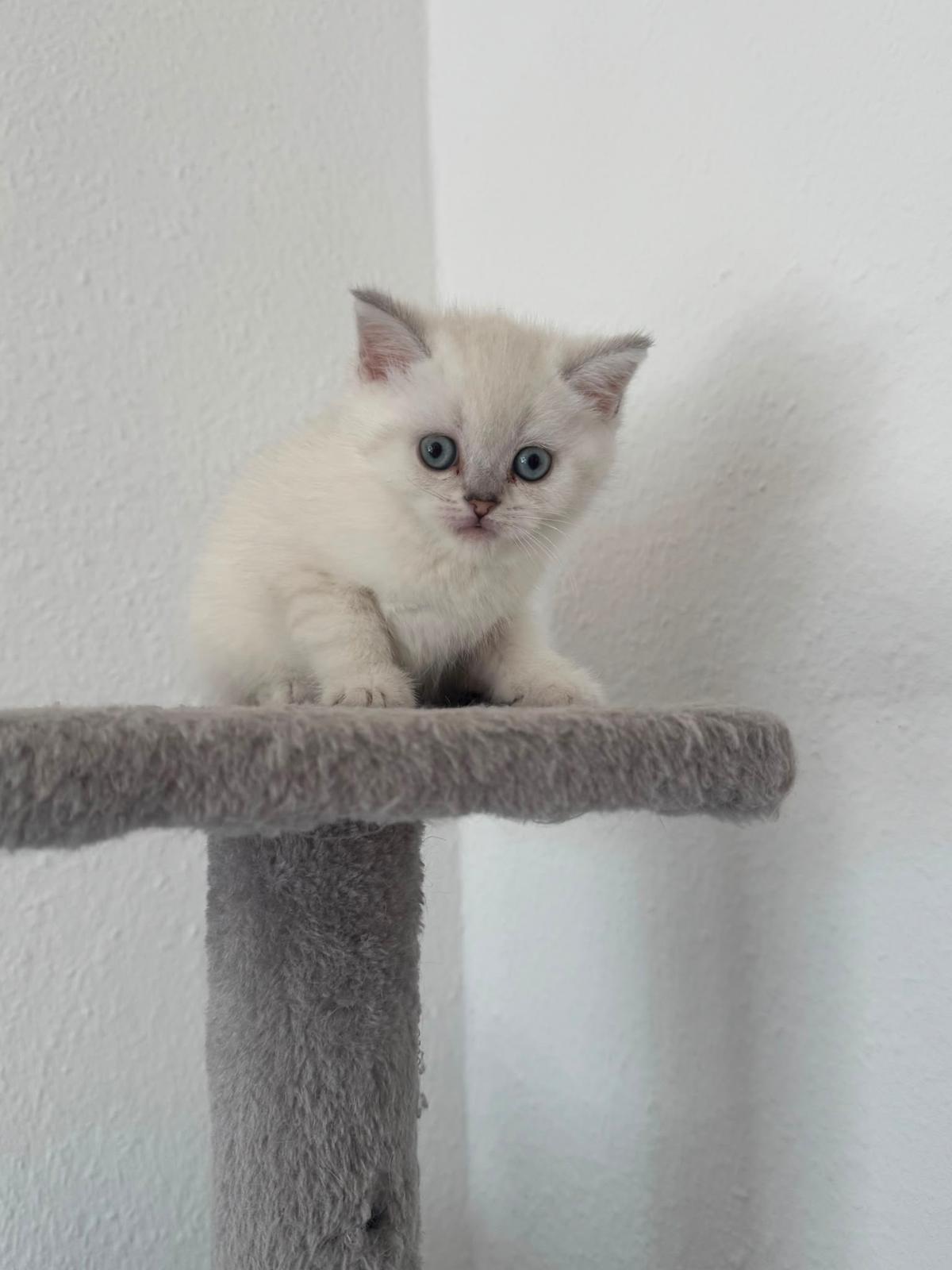 Wunderschöne BKH × Scottish Fold Kitten – Katze Britisch Kurzhaar sucht ein Zuhause in wunstorf