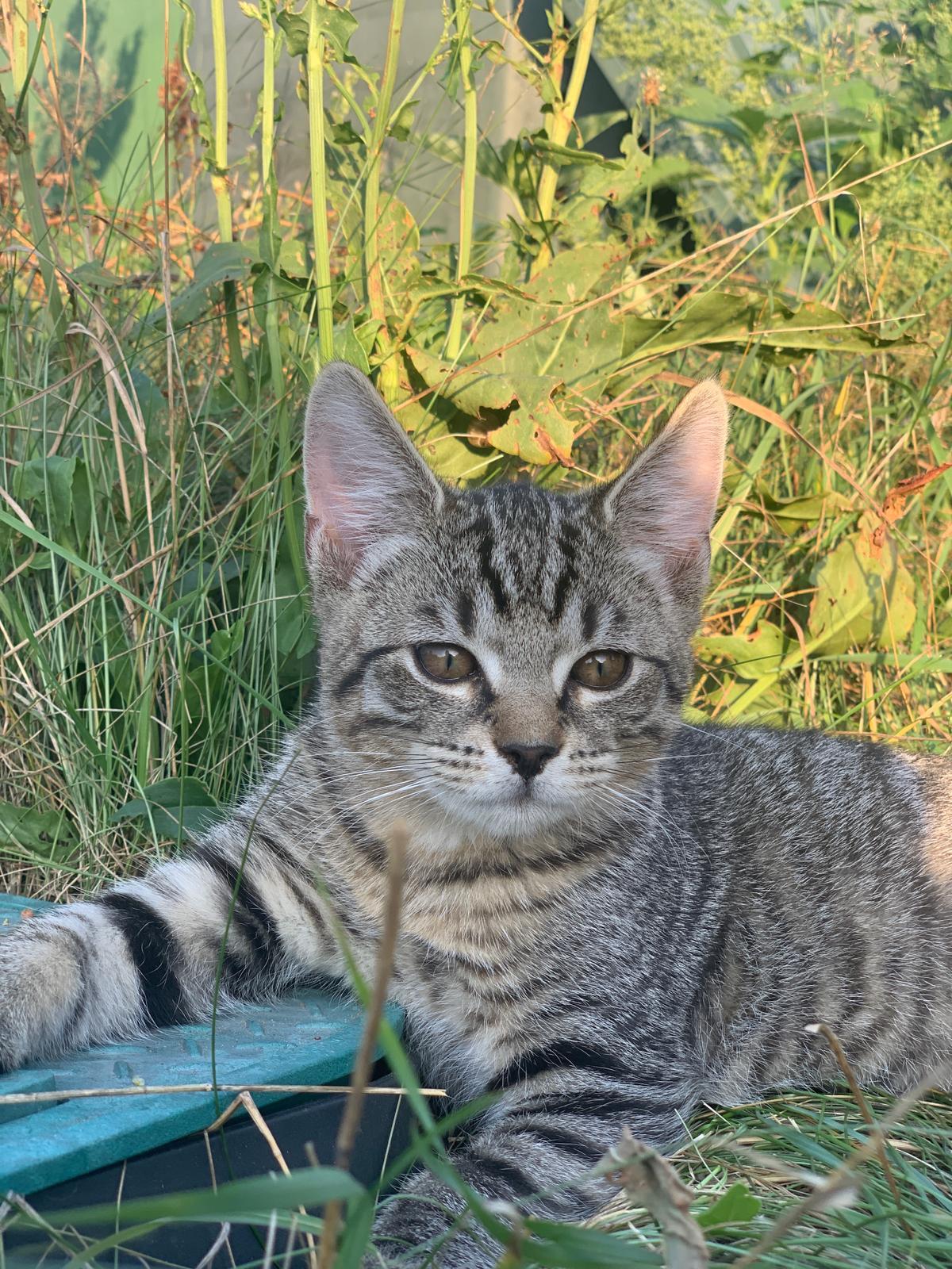3 kleine Kater suchen ein Zuhause – Katze Hauskatze (Mischling) sucht ein Zuhause in Reichenwalde