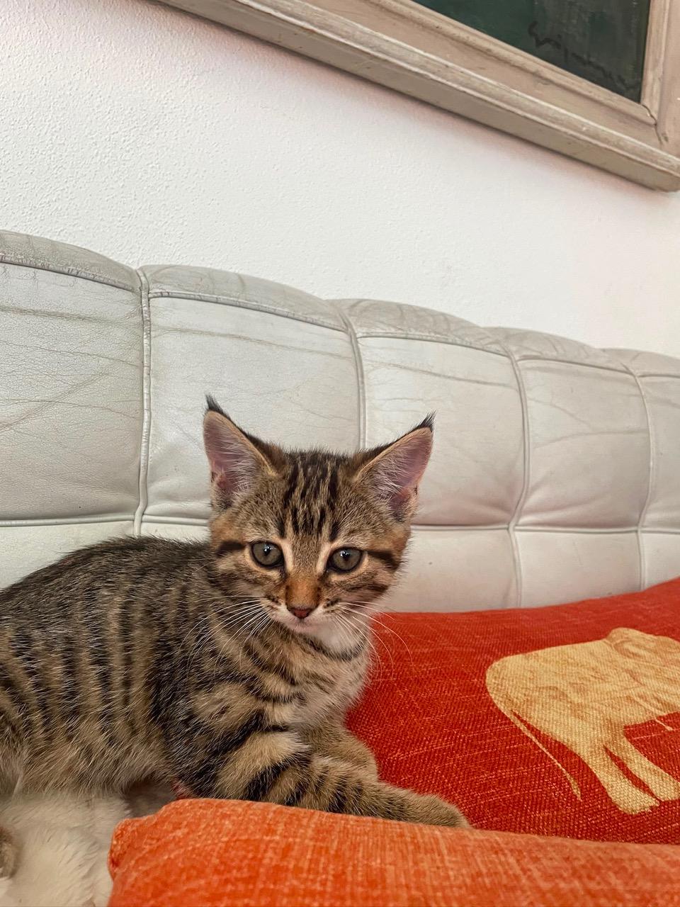 Katzenkind sucht Zuhause – Katze Hauskatze (Mischling) sucht ein Zuhause in Inning