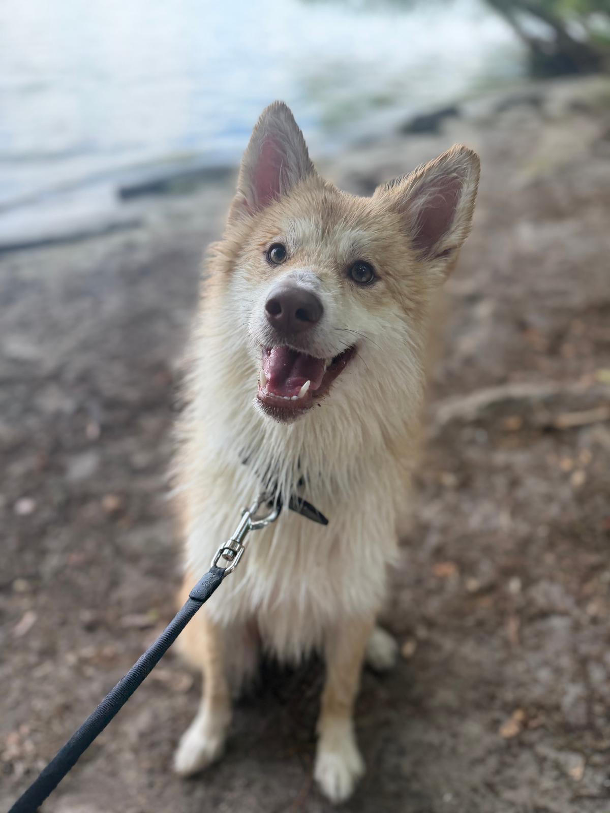 Liebe voller rüde sucht Zuhause  – Hund sucht ein Zuhause in Berlin 