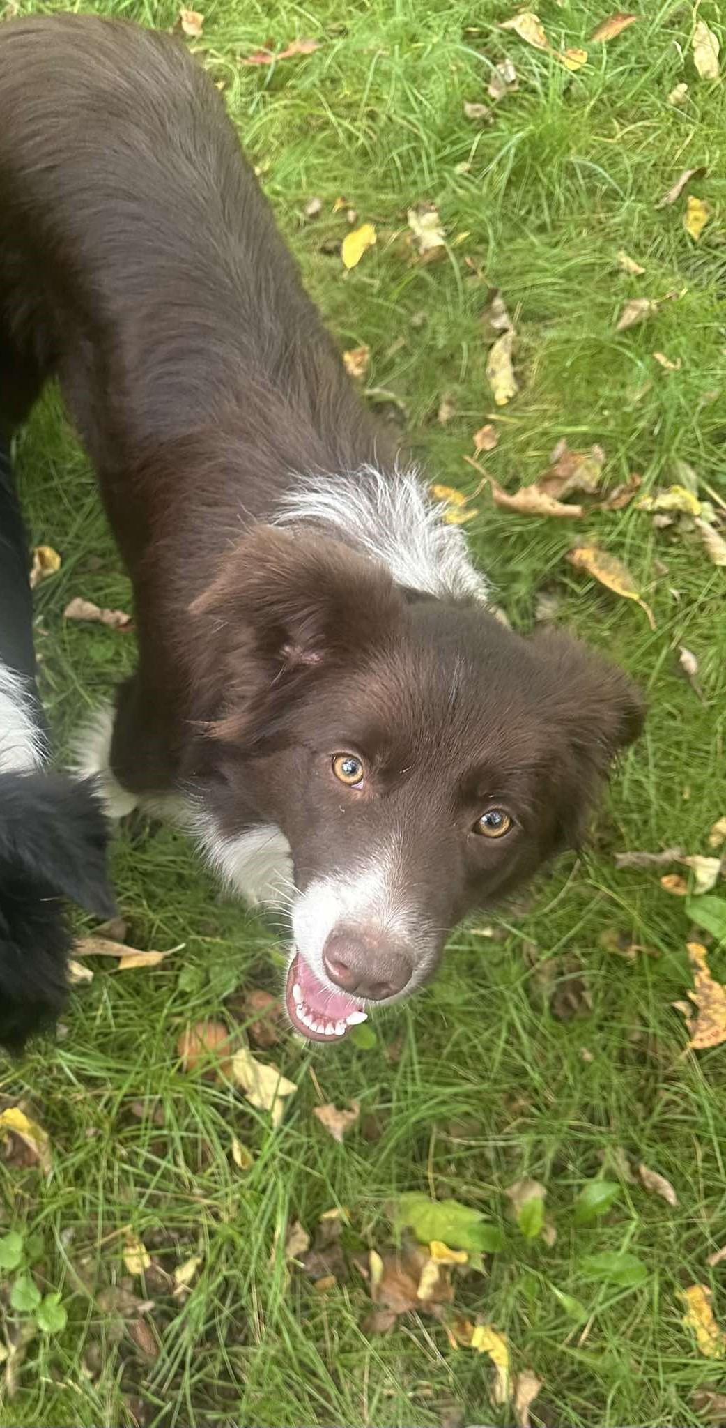 Border Collie Hündin – Hund Border Collie sucht ein Zuhause in Frankfurt (Oder)