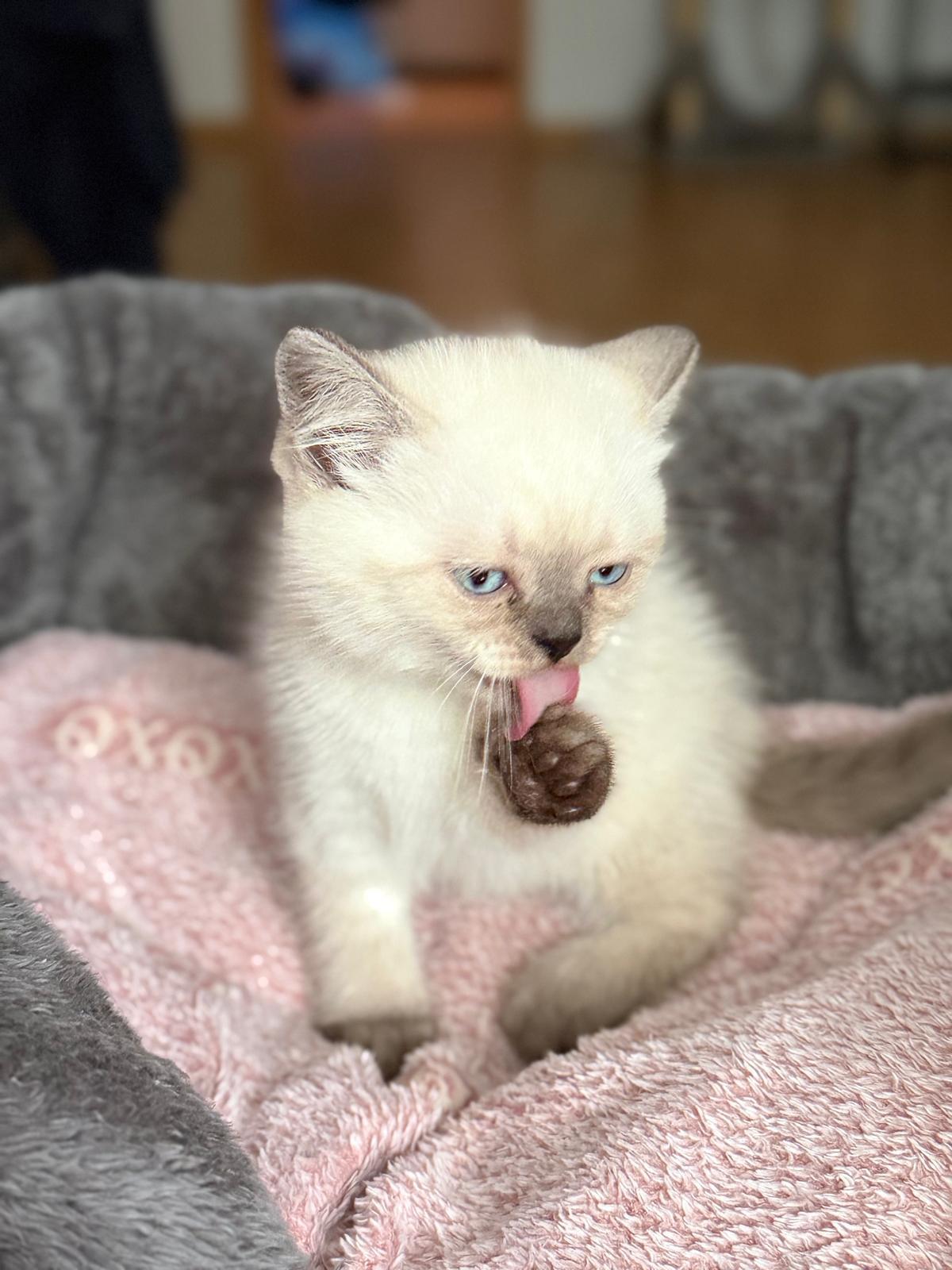 Unser süßer Britisch Kurzhaar (BKH) Kater, 3 Monate alt, sucht ein liebevolles neues Zuhause. – Katze Britisch Kurzhaar sucht ein Zuhause in Aßlar