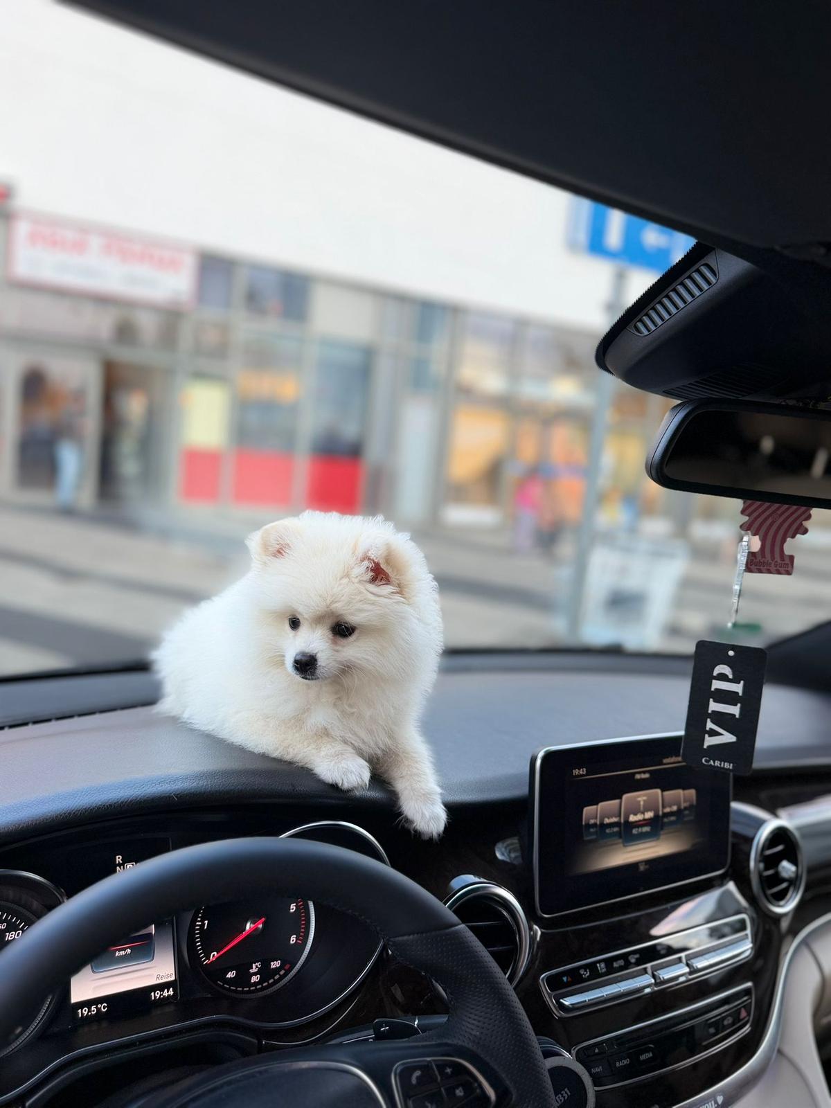 Pomeranian Welpe  – Hund Pomeranian sucht ein Zuhause in Mülheim an der Ruhr