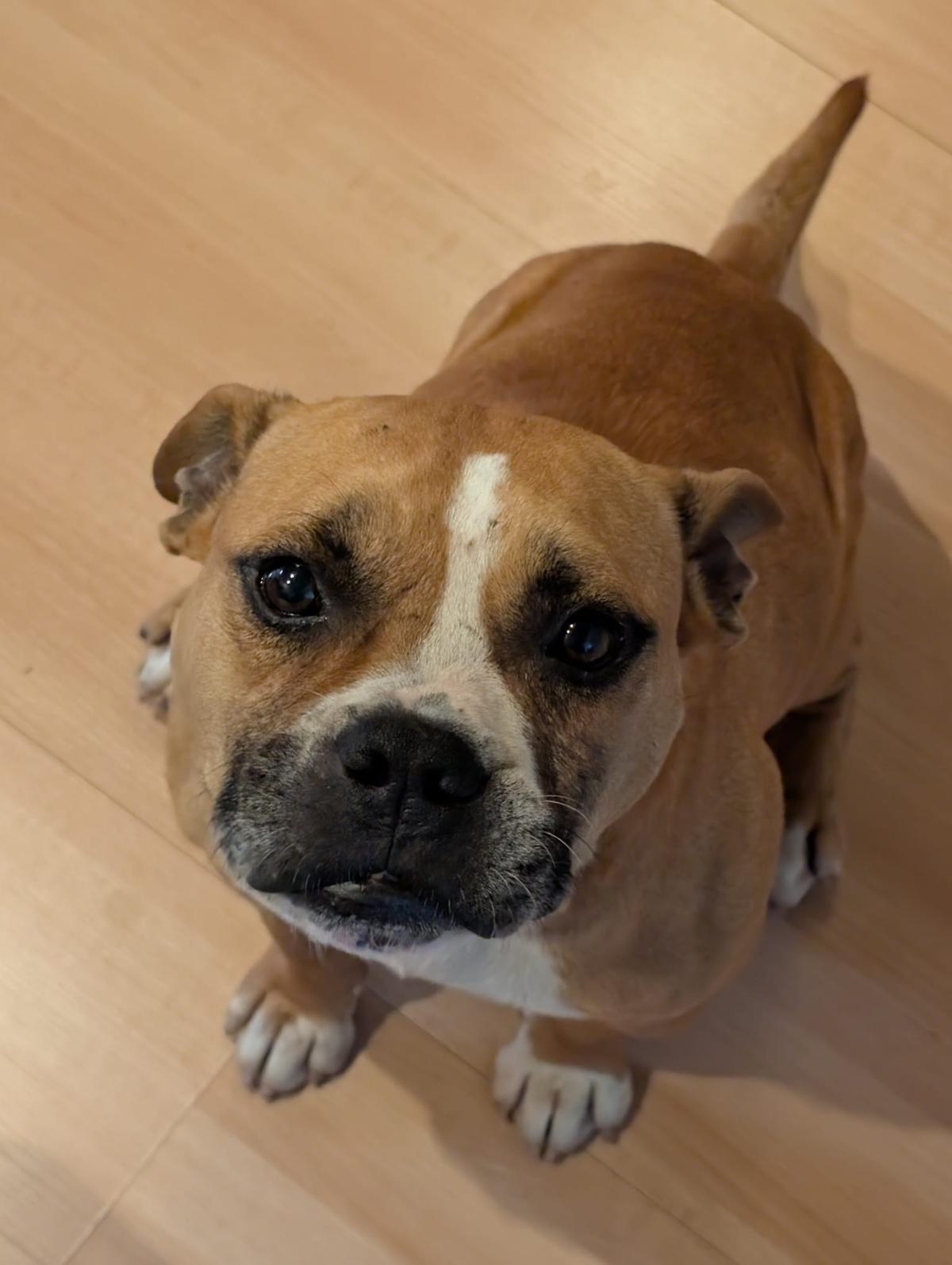 Kuscheliger Mischling Rocky sucht sein Zuhause  – Hund Mischling sucht ein Zuhause in Ingelheim