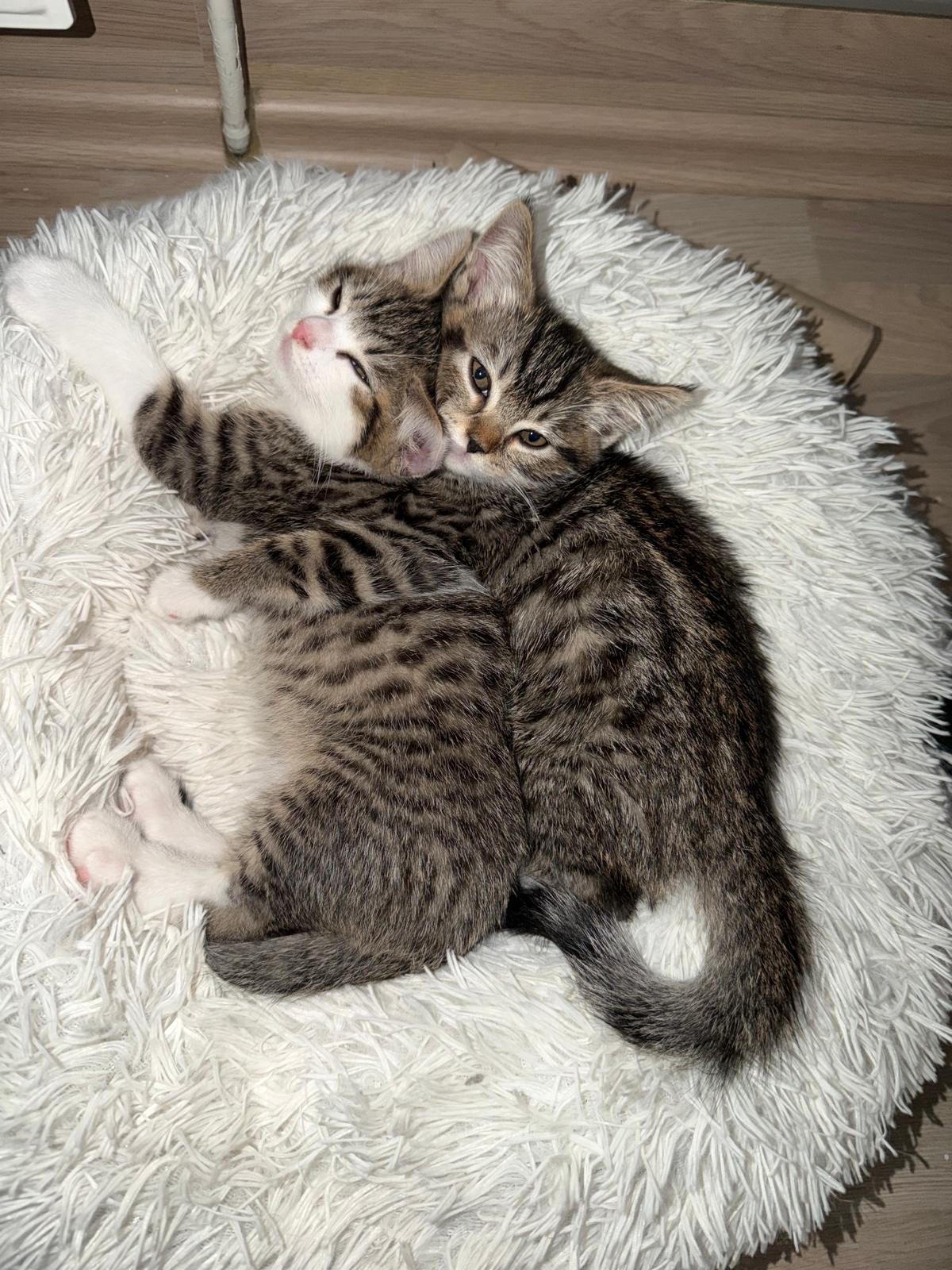 Unsere Katzenbabys suchen ein neues Zuhause  – Katze Hauskatze (Mischling) sucht ein Zuhause in Marl 