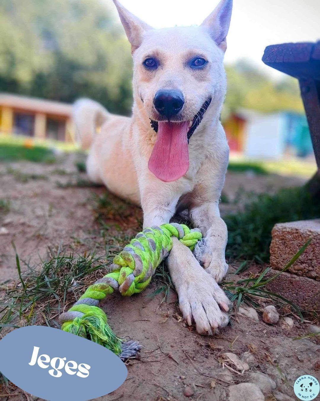 💙 Jeges, Labbi - Mix - freundlich, lebensfroh 💙 – Hund Mischling sucht ein Zuhause in Garbsen