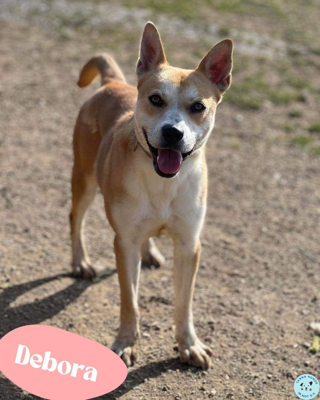 💙Debora, Labbi - Mix - noch unsicher, sanft und liebenswert💙  – Hund Mischling sucht ein Zuhause in Garbsen