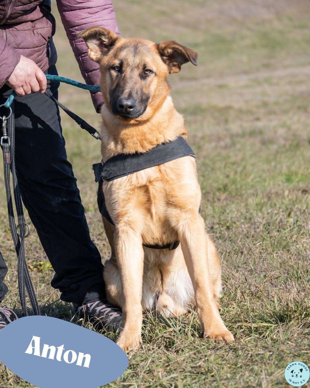 💙Anton Mali - Mix, zurückhaltend, schüchtern, sucht souveräne Menschen💙 – Hund Malinois sucht ein Zuhause in Garbsen