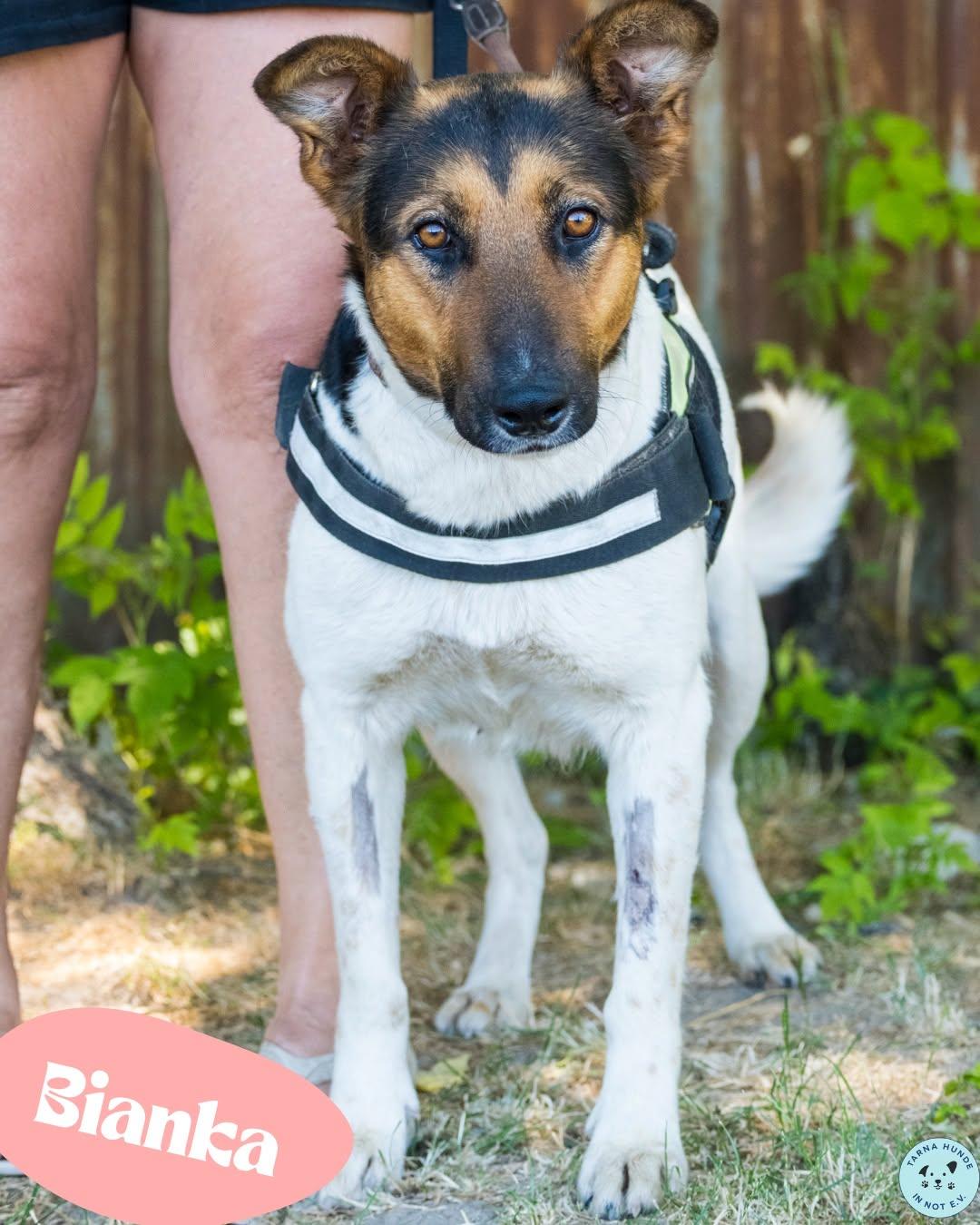 💙Bianka - verträglich, verschmust und fröhlich💙 – Hund Mischling sucht ein Zuhause in Garbsen