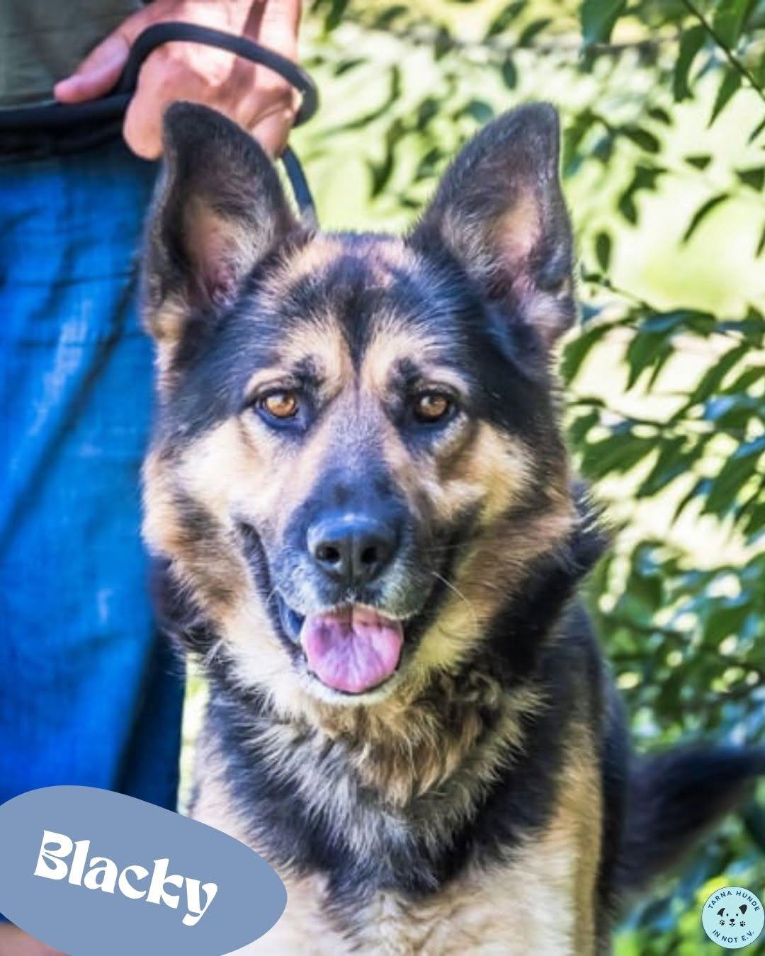 💙Blacky - verträglich, fröhlich, lieb und ein echter Balljunge💙 – Hund Deutscher Schäferhund sucht ein Zuhause in Garbsen