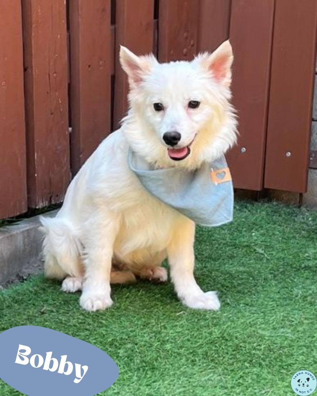 💙Bobby - freundlich und sanftmütig💙  – Hund Mittelspitz sucht ein Zuhause in Garbsen
