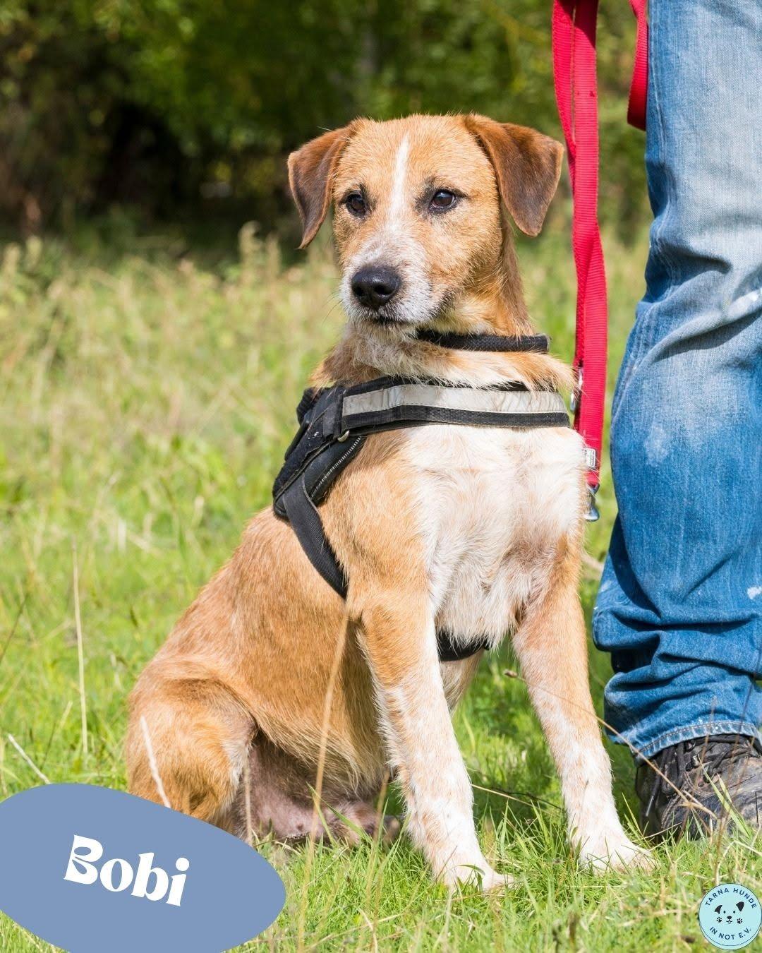 💙Bobi - freundlich, fröhlich, liebevoll💙 – Hund Mischling sucht ein Zuhause in Garbsen