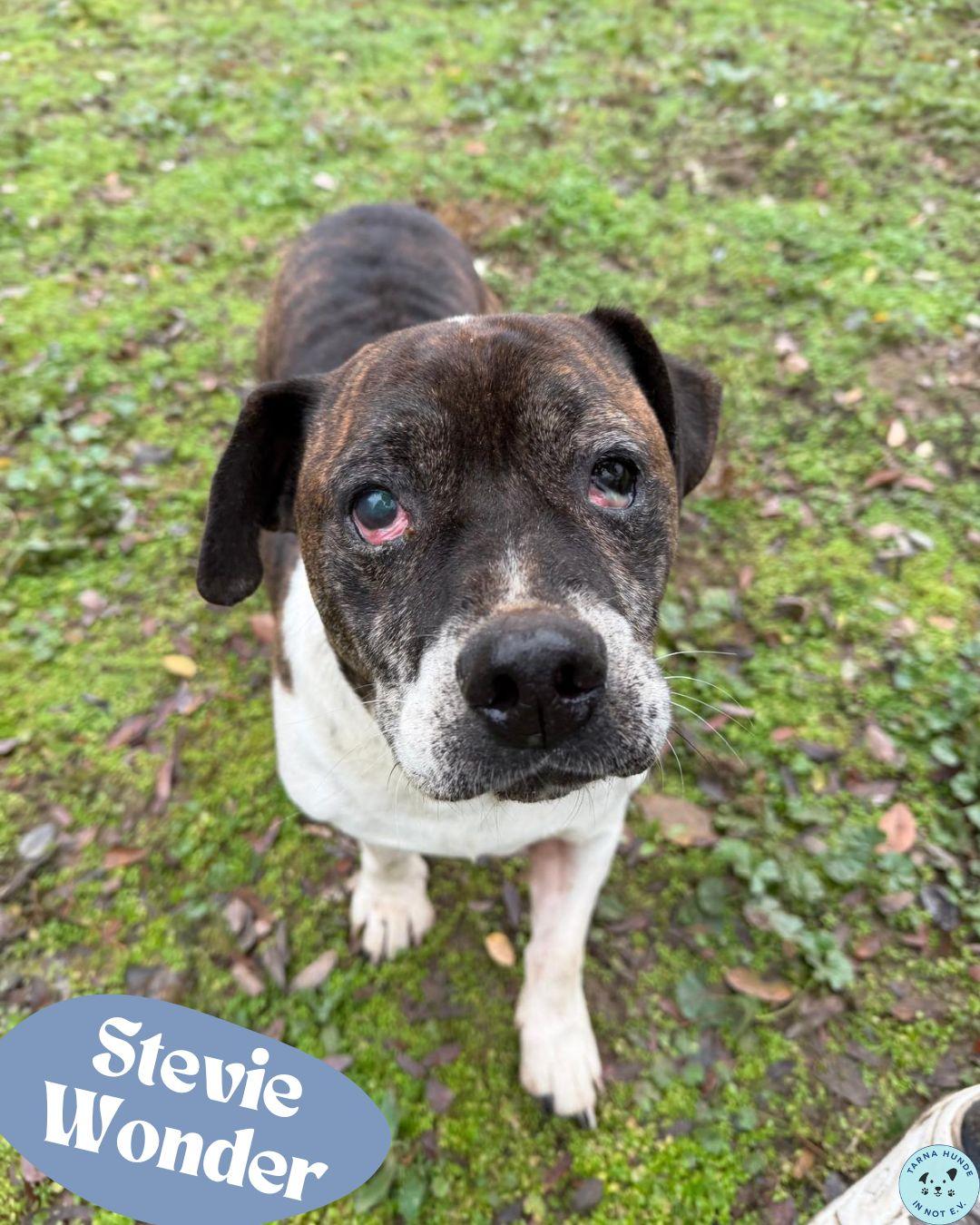 💙NOTFALL Stevie Wonder - sucht sein Wunder💙Bulldog - Mix – Hund Mischling sucht ein Zuhause in Garbsen