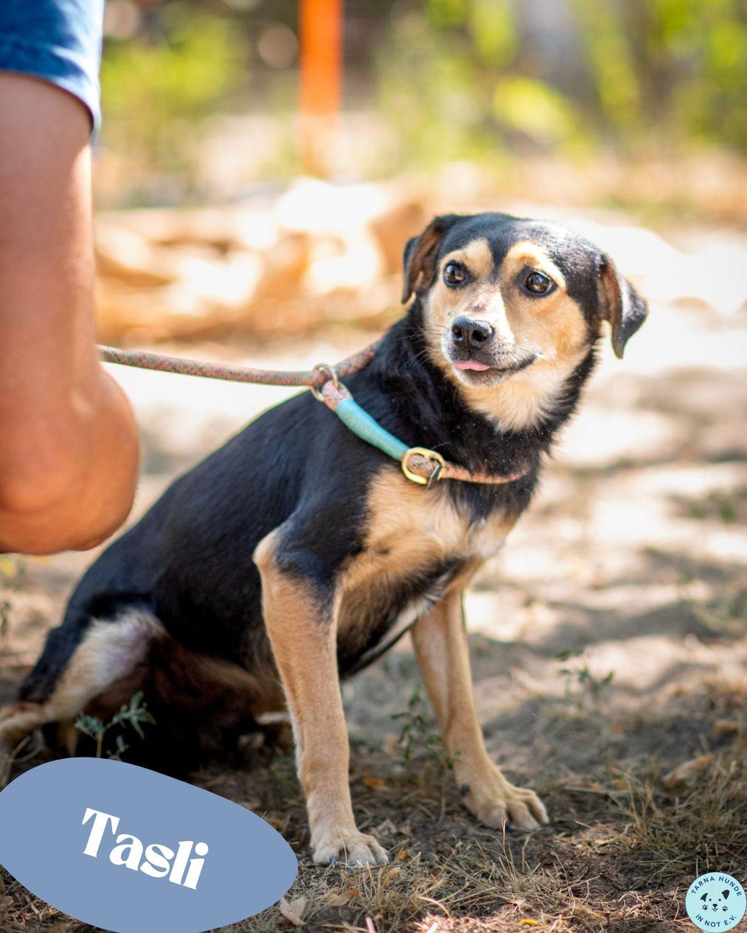 💙Tasli, hübscher Mischling - sanft und lieb💙 – Hund Mischling sucht ein Zuhause in Garbsen