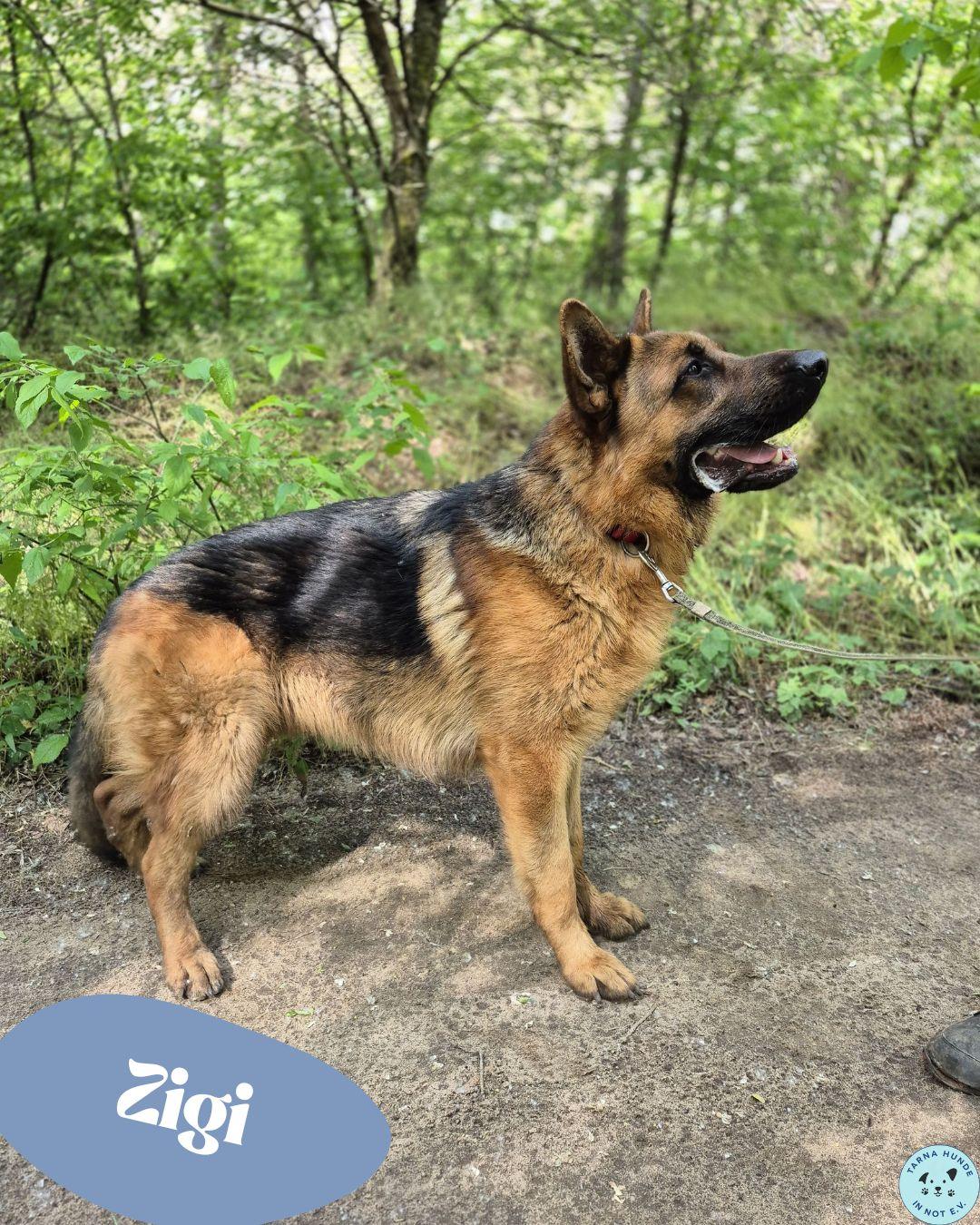 💙Zigi, freundicher, offener Schäferhund💙 – Hund Deutscher Schäferhund sucht ein Zuhause in Garbsen