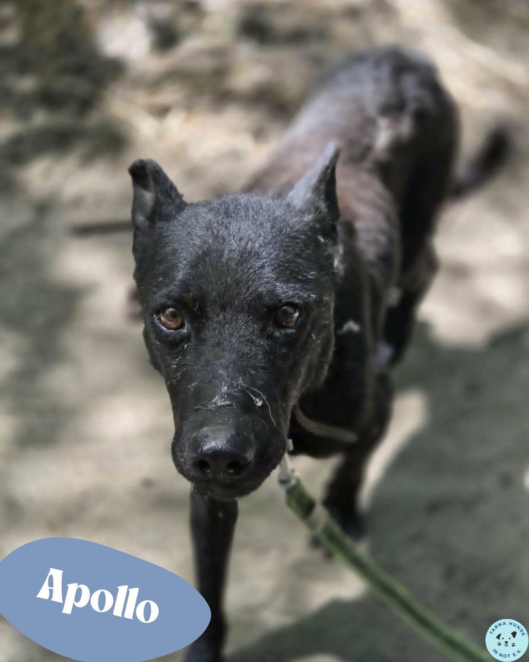 💙Apollo, Mudi - Mix - sensibel aber neugierig💙 – Hund Mischling sucht ein Zuhause in Garbsen