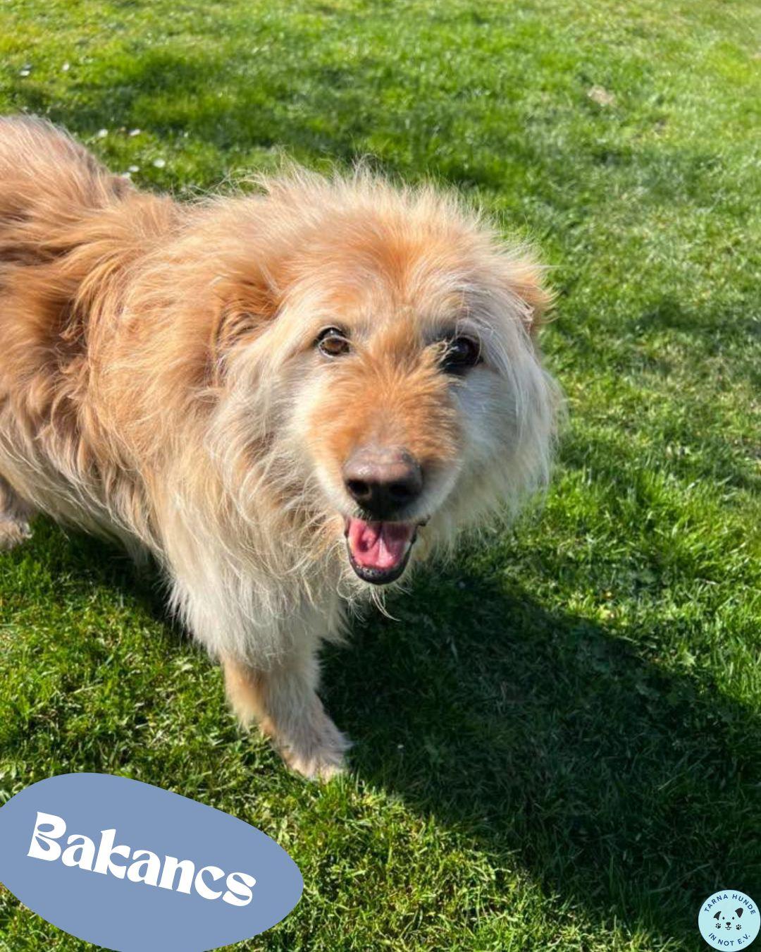 💙Bakancs, reizender Senior, Mischling - fröhlich, voller Liebe💙 – Hund Mischling sucht ein Zuhause in Garbsen