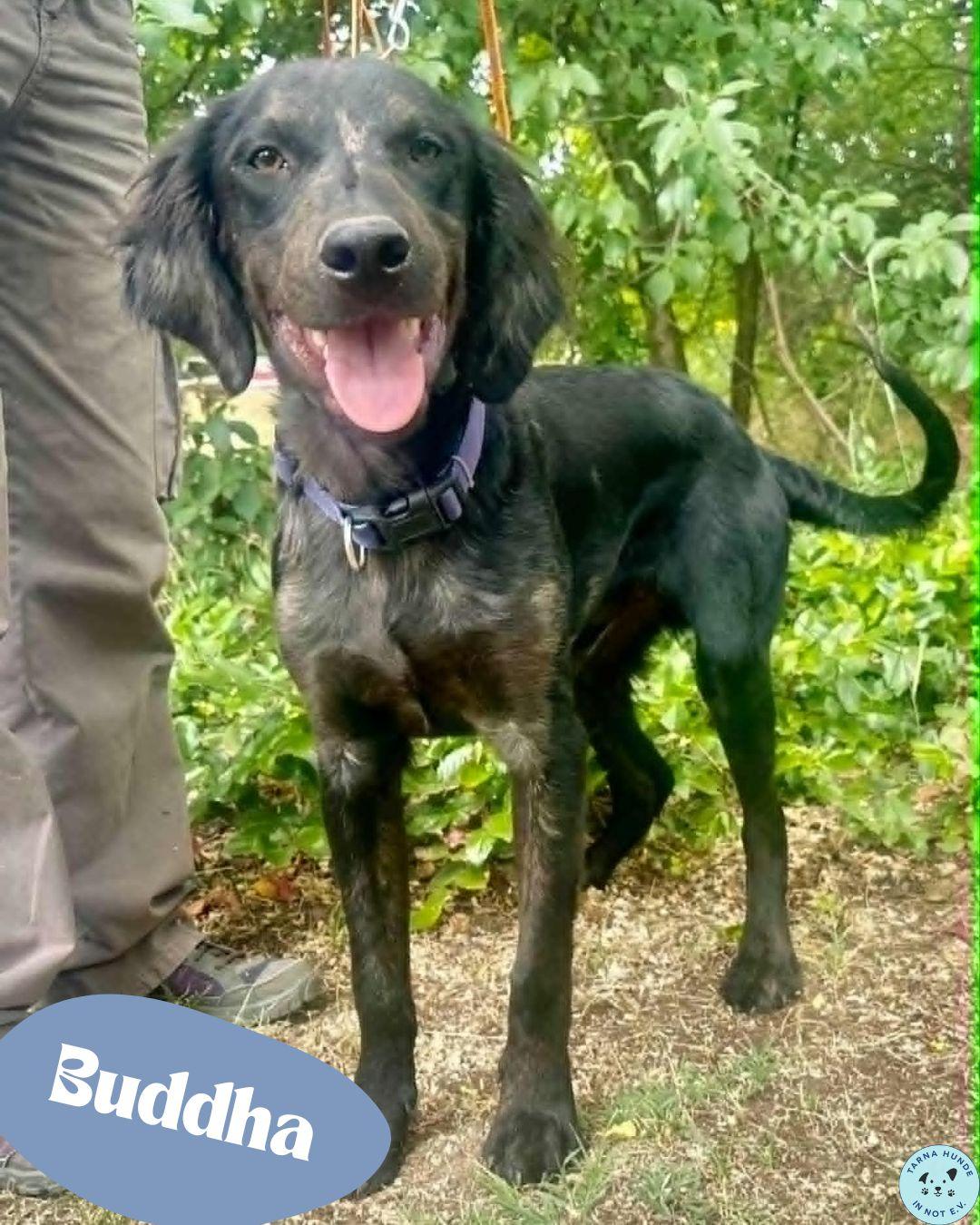 💙Buddha, toller Labbi - Mix - voller Lebensfreude💙 – Hund Mischling sucht ein Zuhause in Garbsen