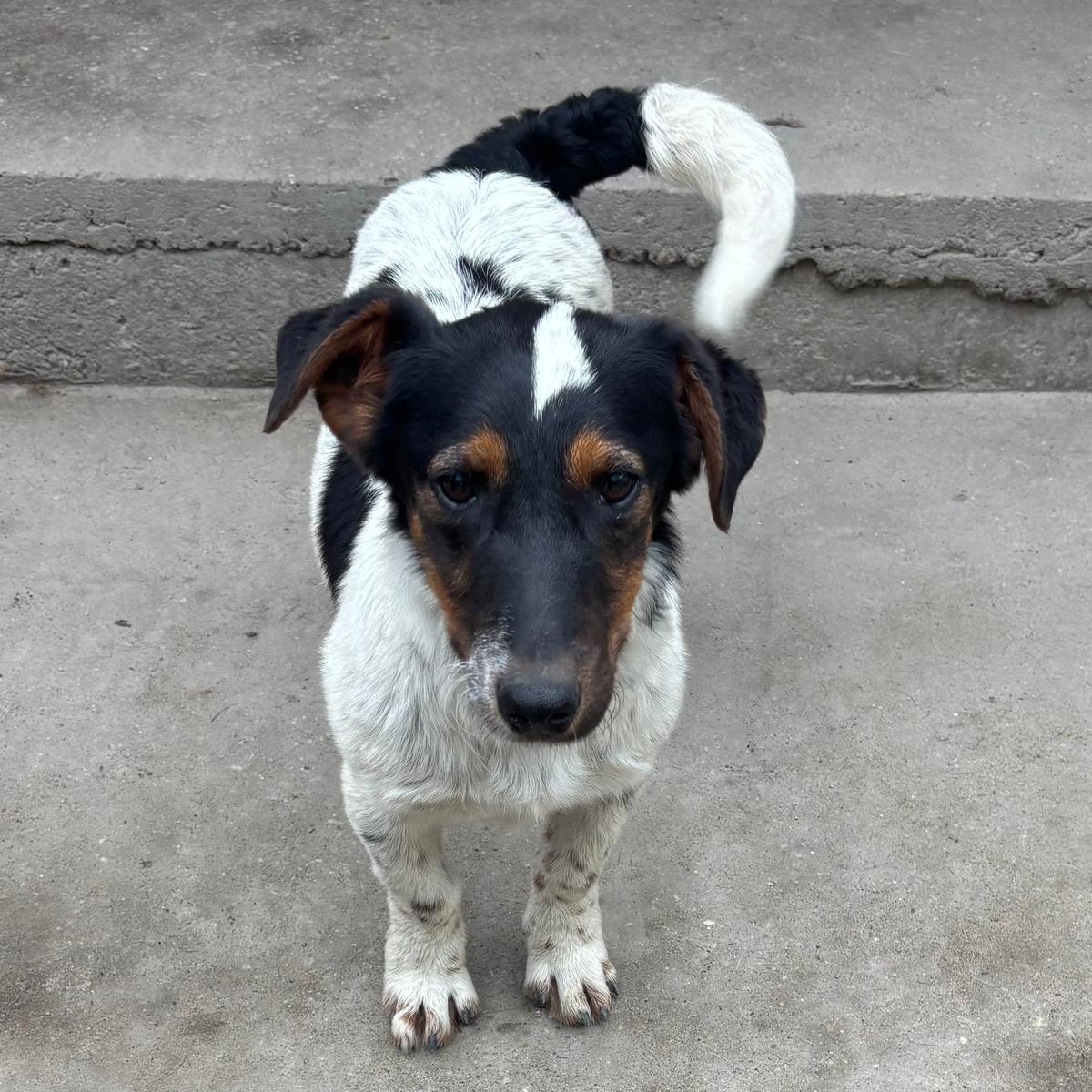 Mote erobert Herzen – Hund Fox Terrier sucht ein Zuhause in 37176 Nörten-Hardenberg