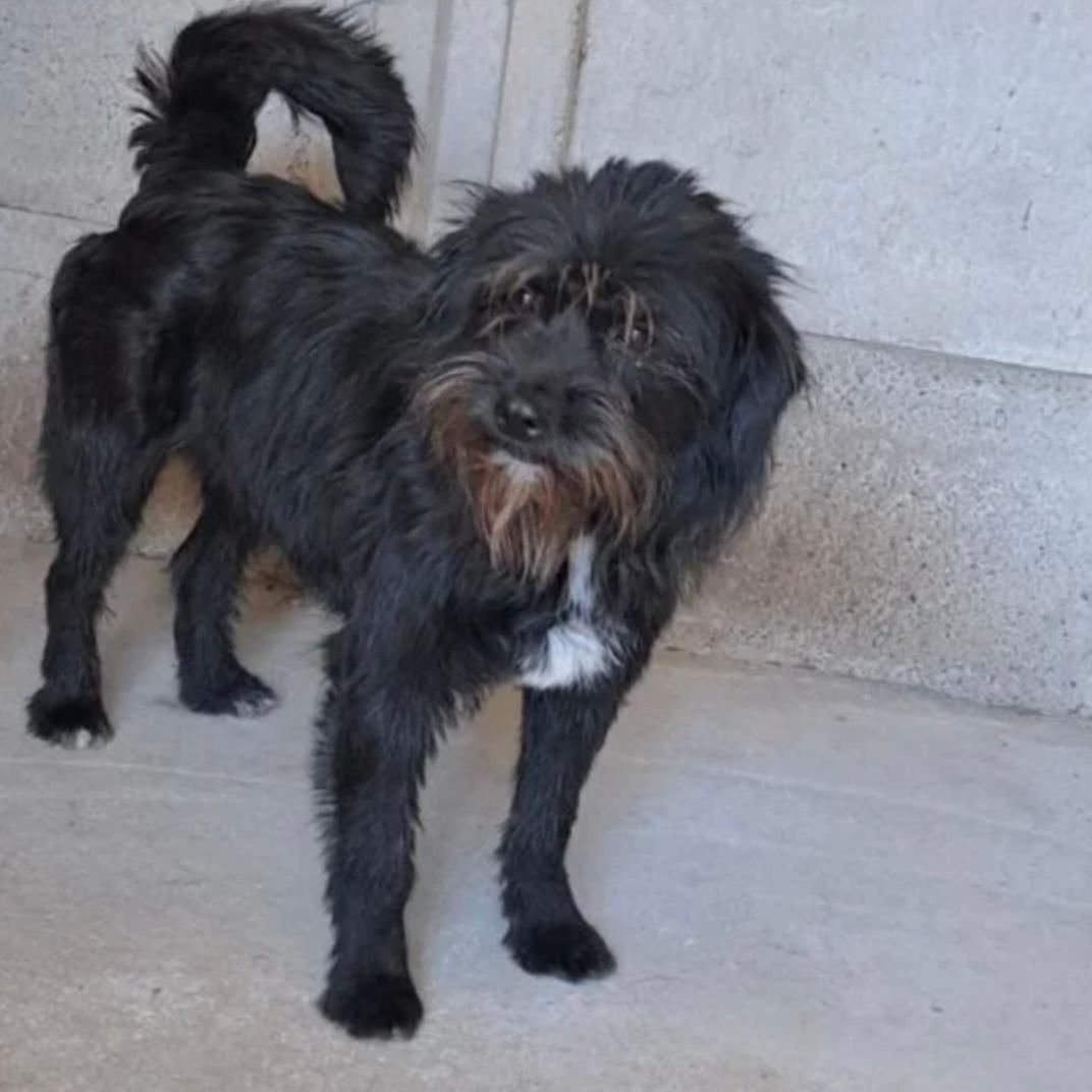 Zenith - vorsichtig und voller Hoffnung – Hund Mischling sucht ein Zuhause in 37176 Nörten-Hardenberg