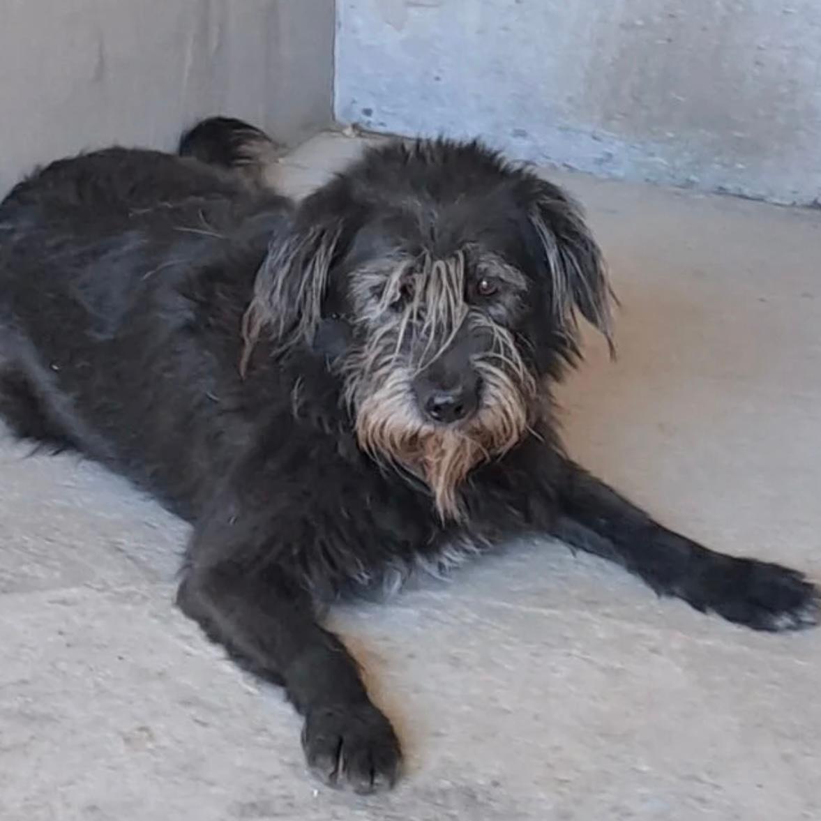 Morze - mit Geduld ins Glück – Hund Mischling sucht ein Zuhause in 37176 Nörten-Hardenberg