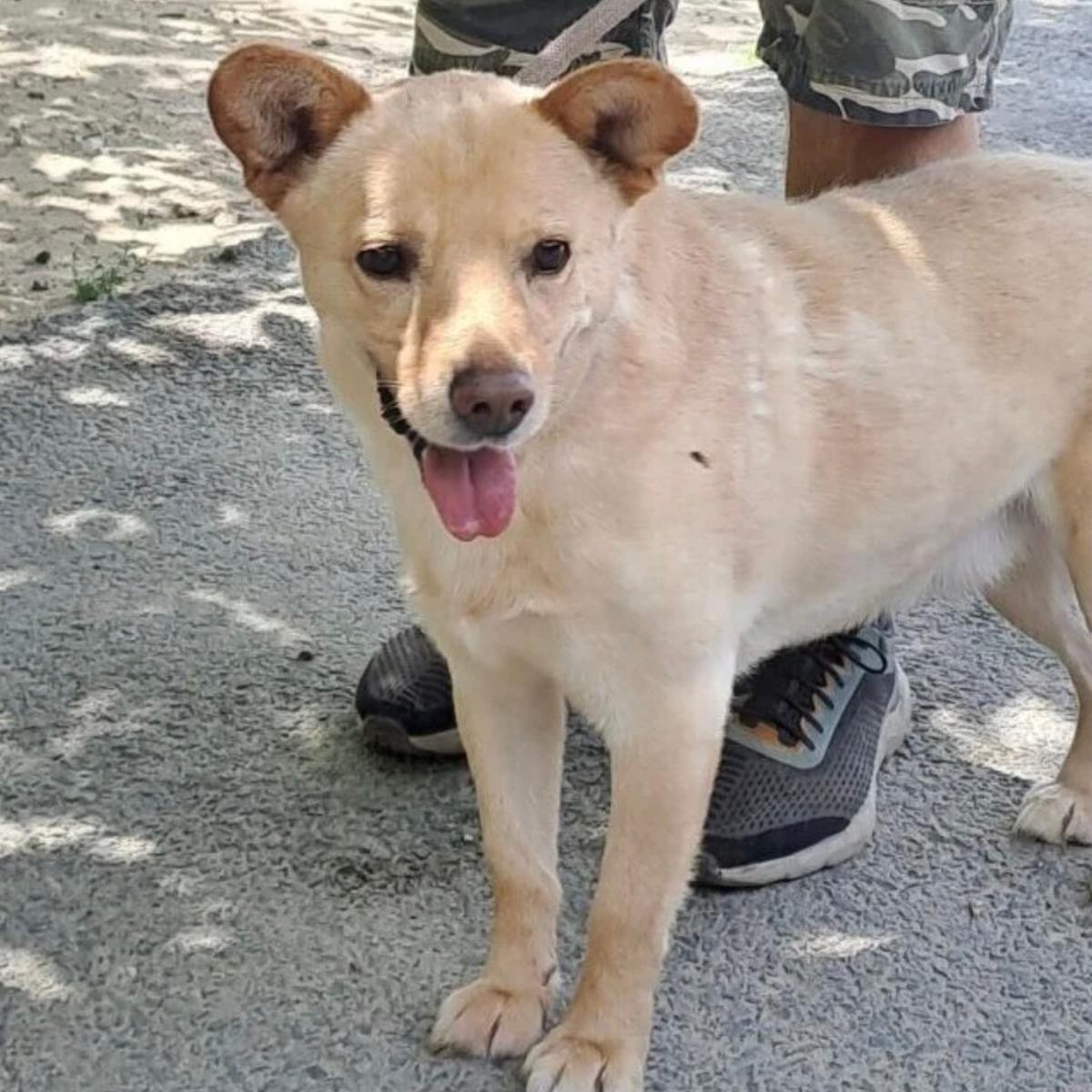 Töpötyü sucht Einzelplatz – Hund Mischling sucht ein Zuhause in 37176 Nörten-Hardenberg