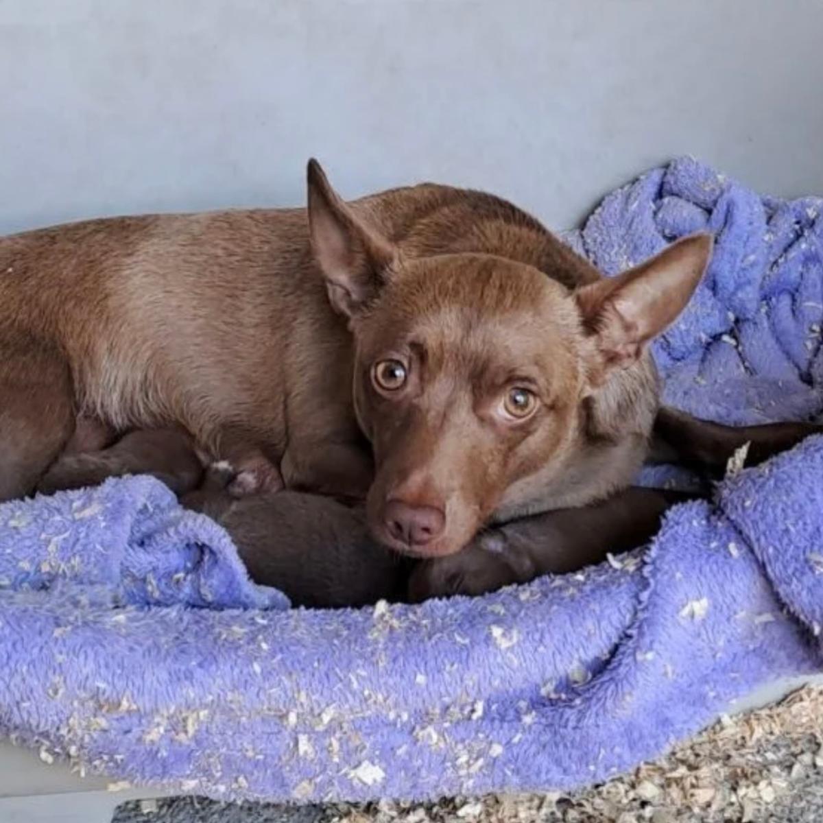 Noisy - tapfere Hundemama – Hund Mischling sucht ein Zuhause in 37176 Nörten-Hardenberg