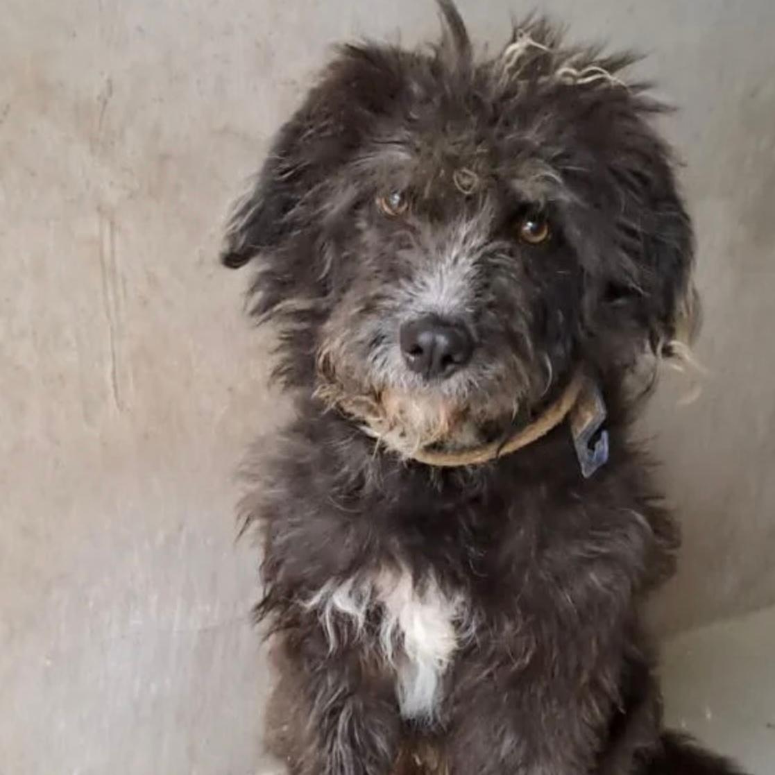 Marco Polo wagt den Neuanfang – Hund Mischling sucht ein Zuhause in 37176 Nörten-Hardenberg