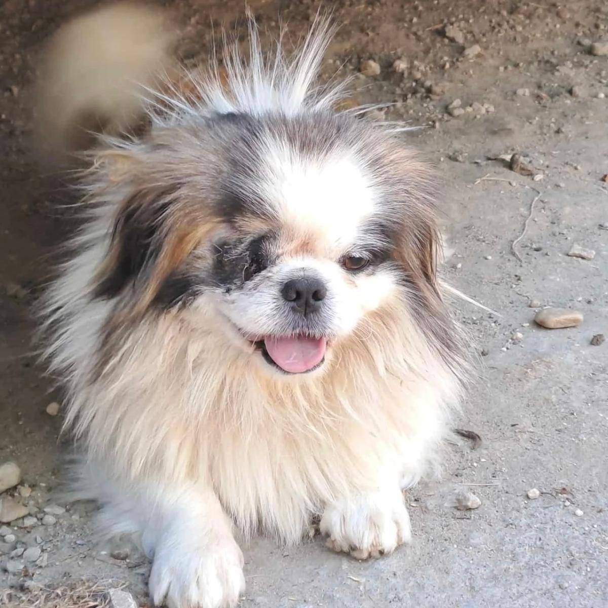 Luigi hofft auf sein Happy End – Hund Pekingese sucht ein Zuhause in 37176 Nörten-Hardenberg