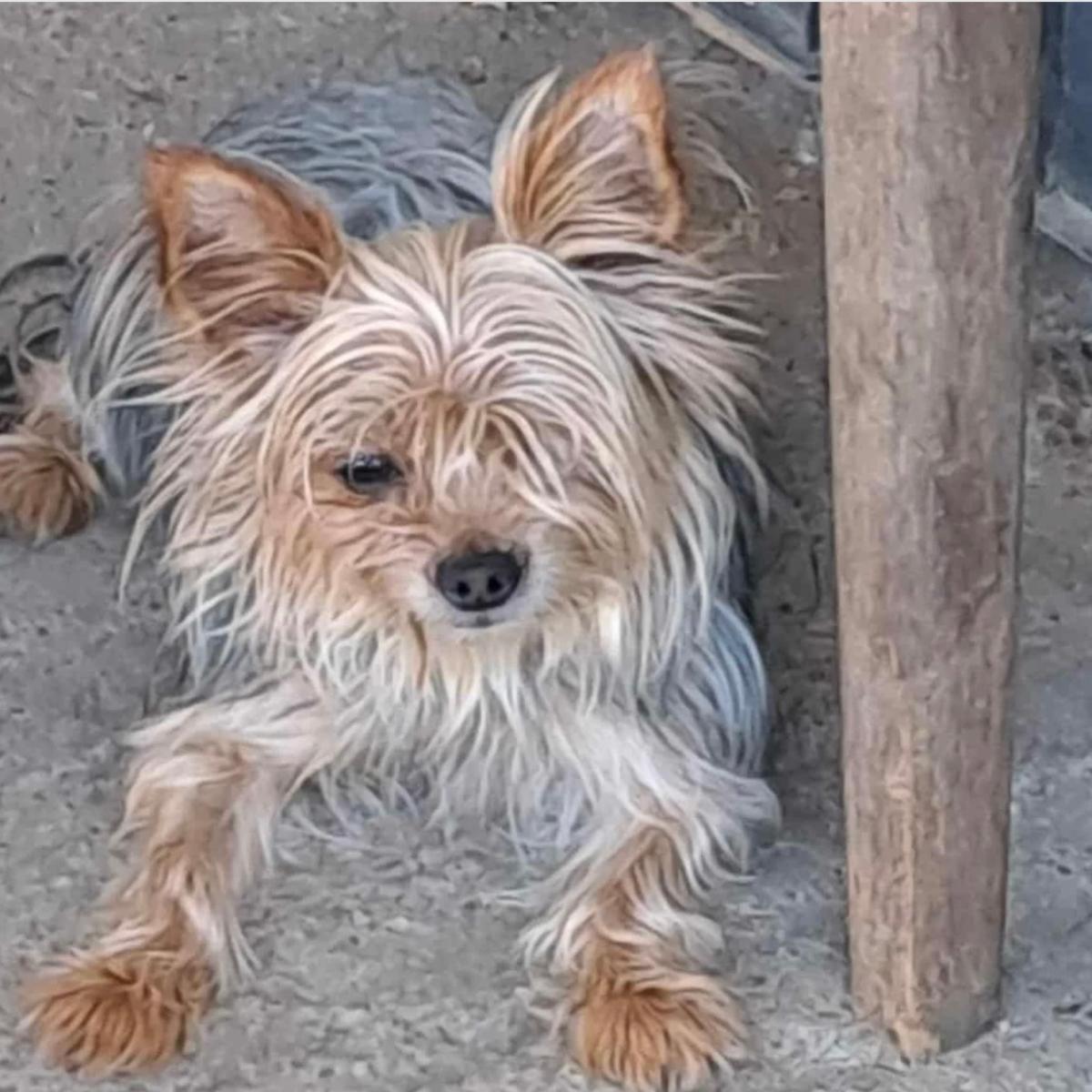 Gizmo sucht Anschluss – Hund Yorkshire Terrier sucht ein Zuhause in 37176 Nörten-Hardenberg