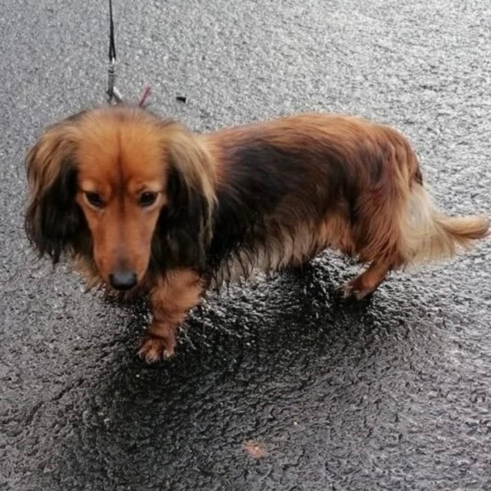Dolly sucht liebevolle Menschen – Hund Dackel sucht ein Zuhause in 37176 Nörten-Hardenberg