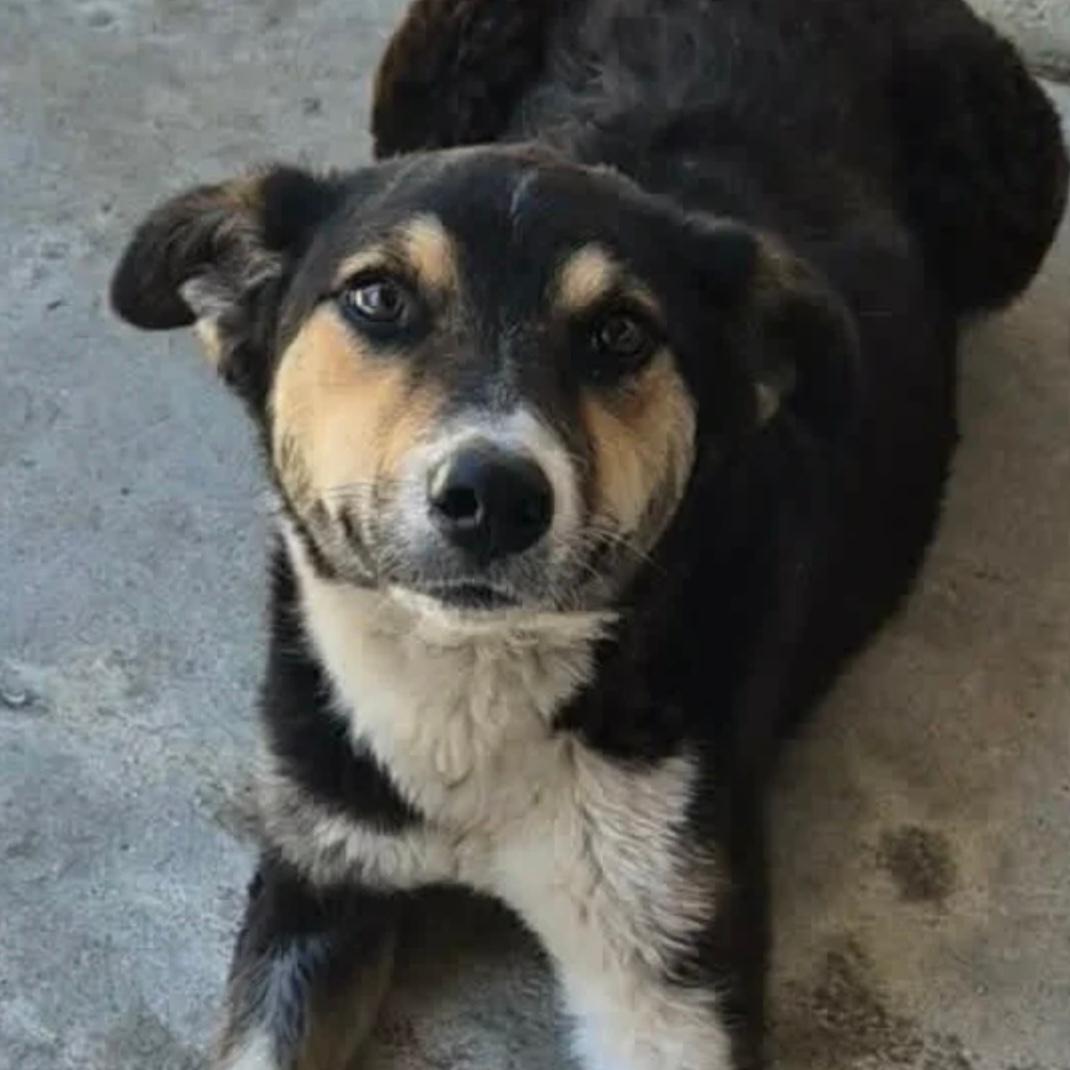 Tarna - bereit fürs neue Leben – Hund Mischling sucht ein Zuhause in 37176 Nörten-Hardenberg