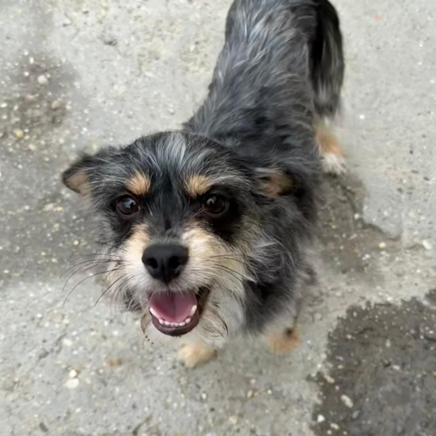 Komi hat sein Herrchen verloren – Hund Mischling sucht ein Zuhause in 37176 Nörten-Hardenberg